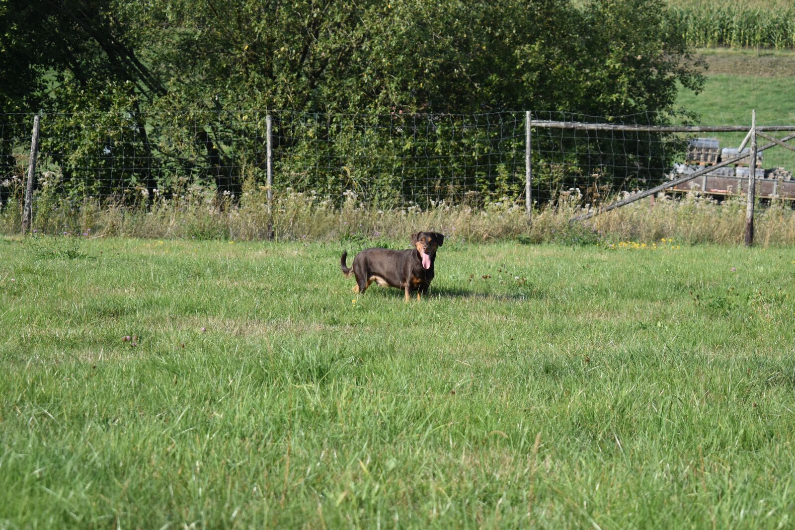 Nikon D3500 sample photo. Dog, removed, sweet photography