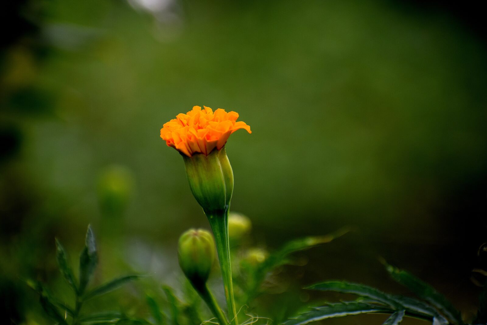 Nikon D3300 sample photo. Nature, flower, flora photography