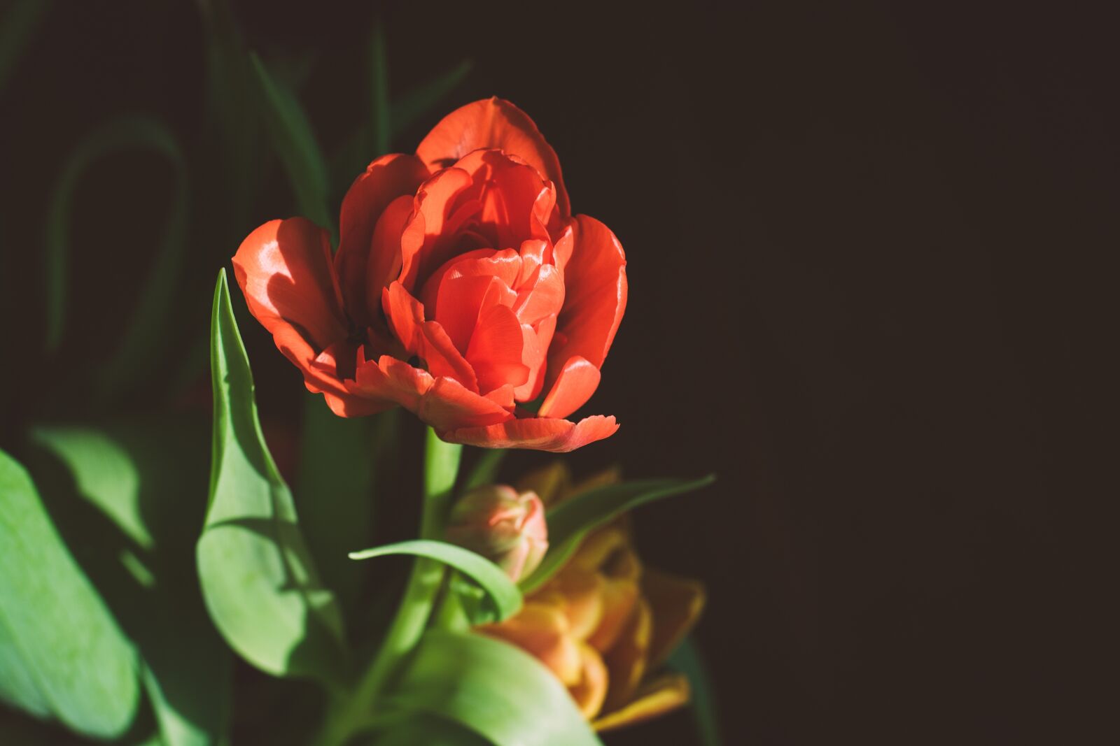 Nikon D7100 sample photo. Tulip, red, flower photography
