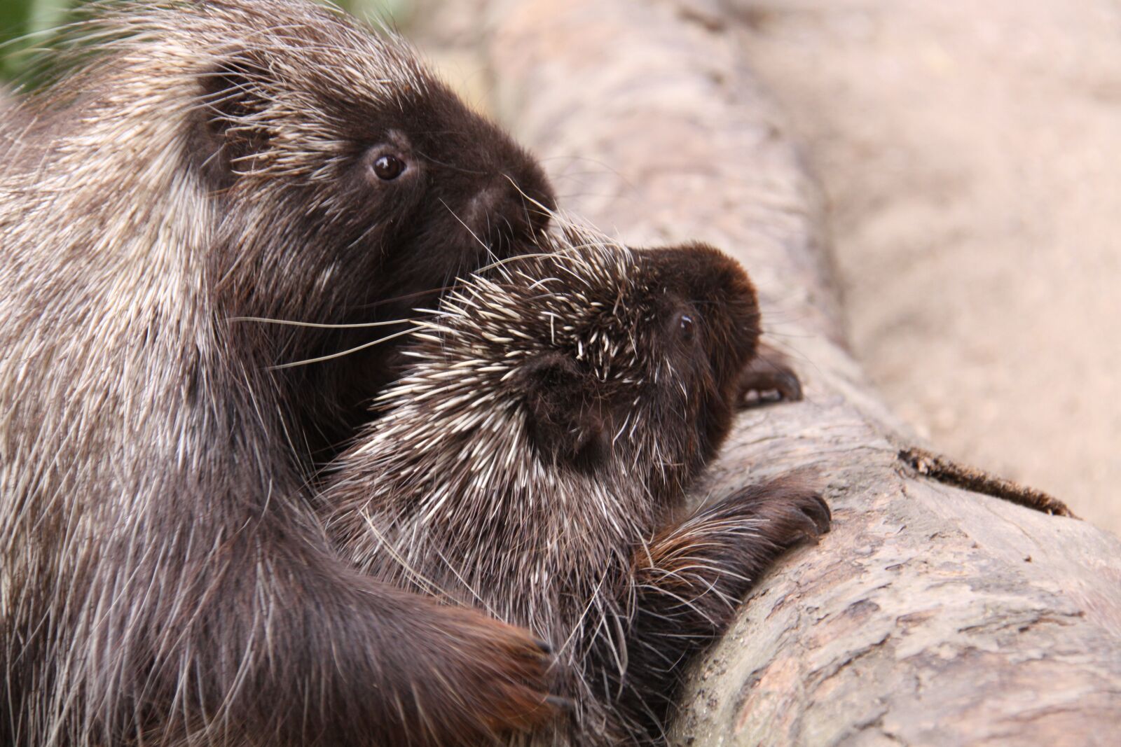 Canon EOS 50D sample photo. Porcupines, urson, climber photography