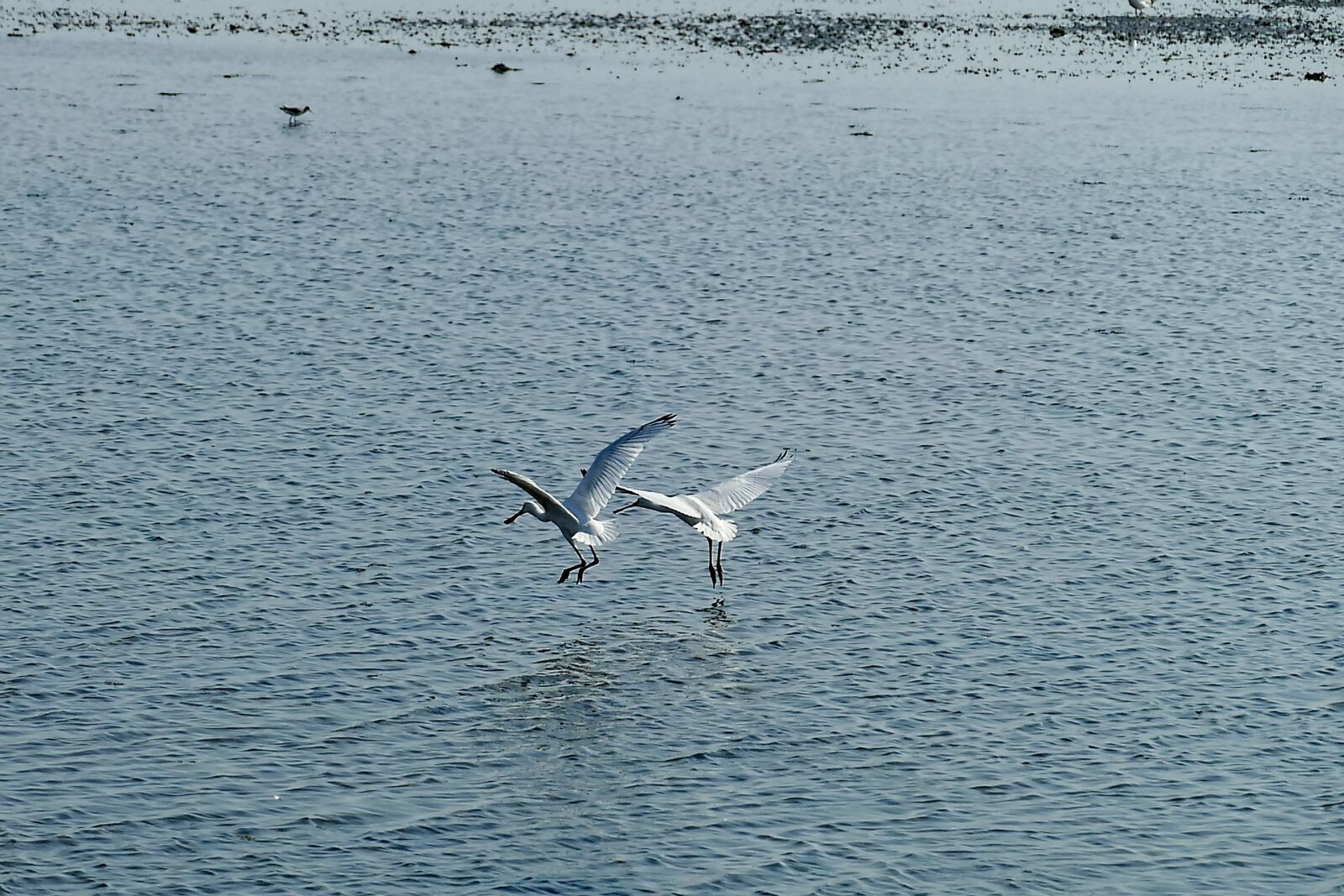 Panasonic Lumix DMC-FZ1000 sample photo. Sea, wadden sea, coast photography