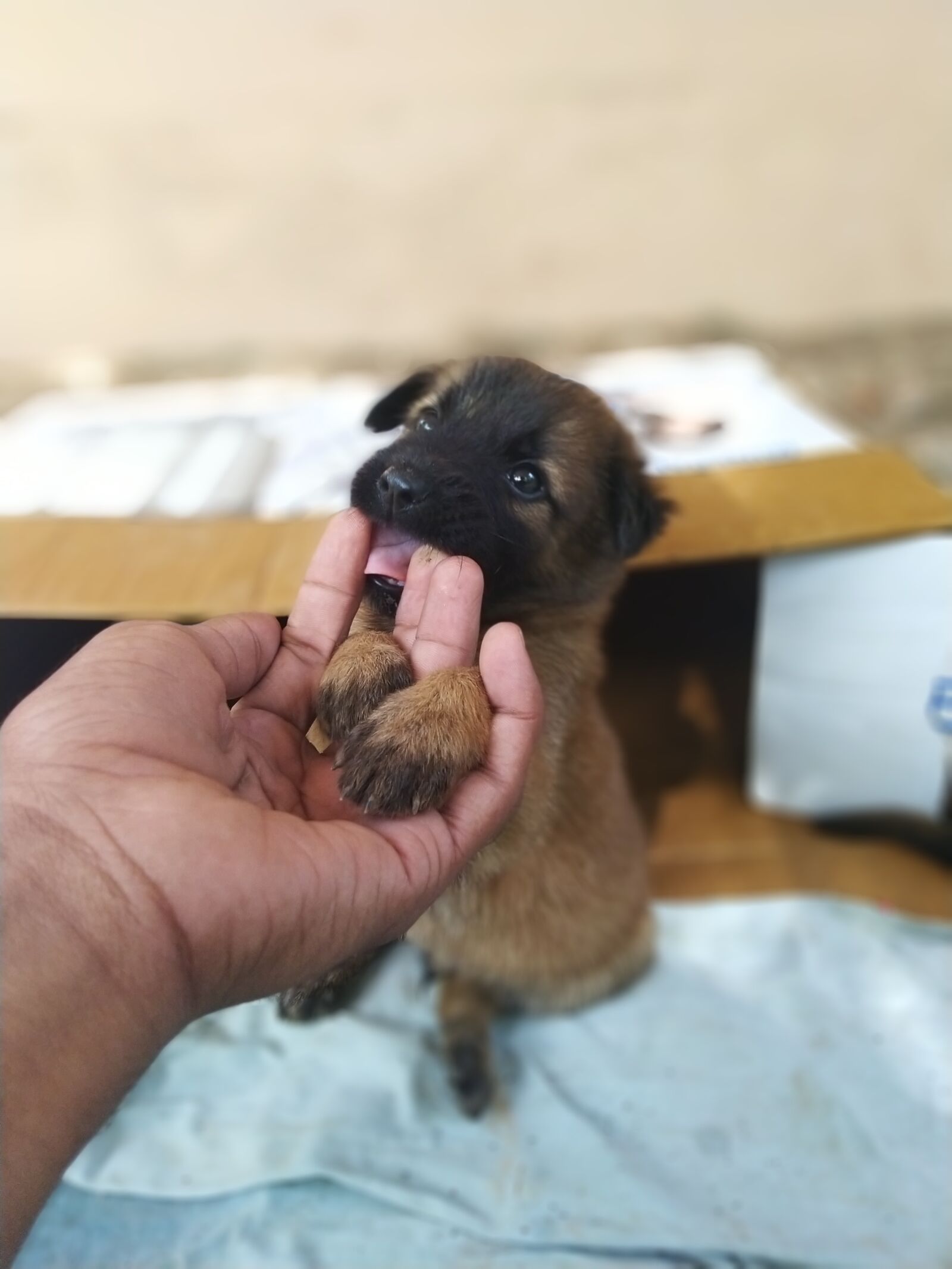 ASUS ZenFone Max Pro M1 (ZB602KL) (WW) / Max Pro M1 (ZB601KL) (IN) sample photo. Puppy, dog, cute photography