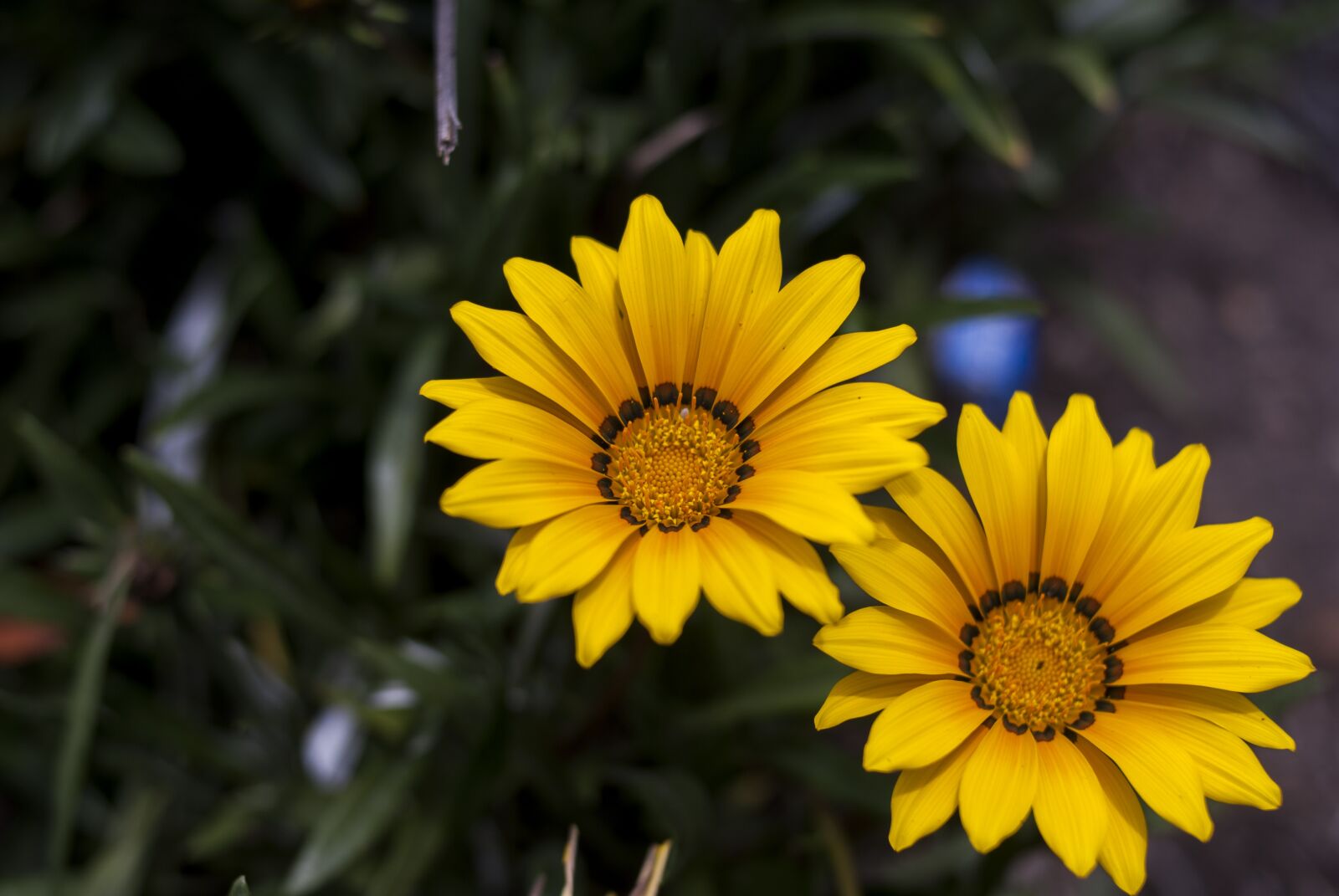 Nikon D60 sample photo. Nature, plant, flower photography