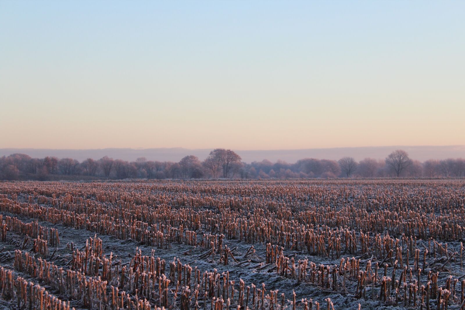 Canon EOS 1200D (EOS Rebel T5 / EOS Kiss X70 / EOS Hi) sample photo. Winter, tree, landscape photography