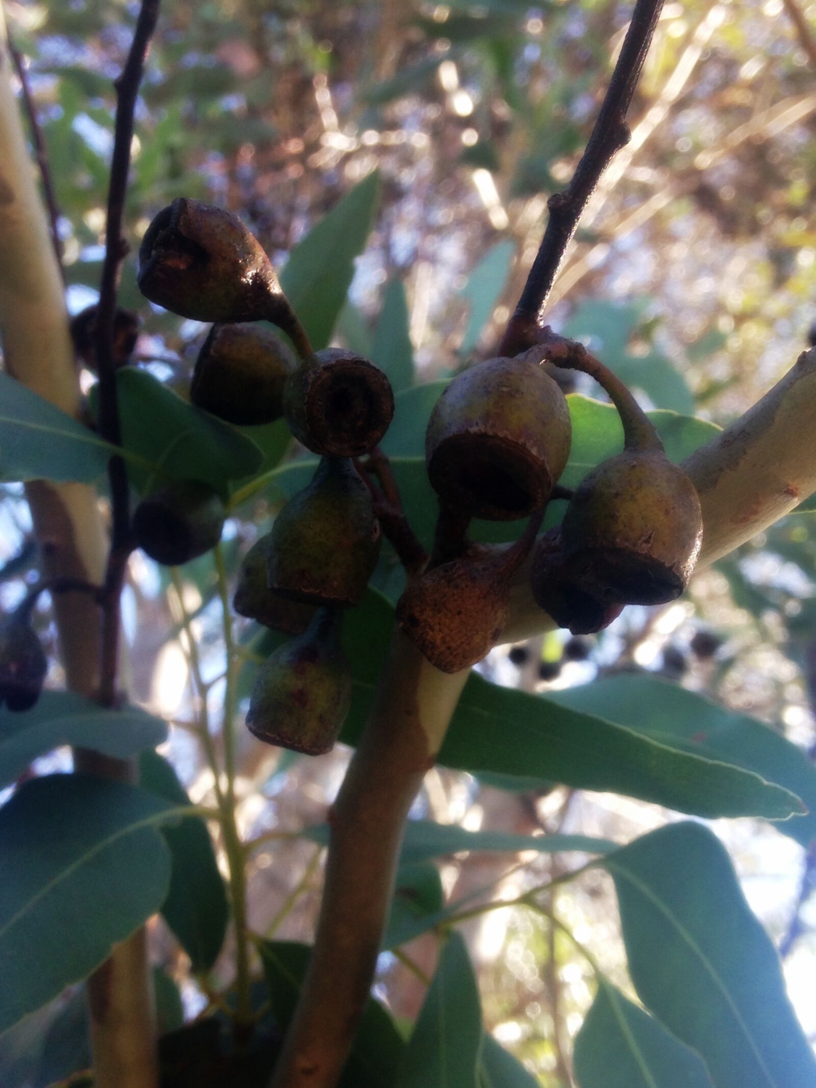 iPhone 5c back camera 4.12mm f/2.4 sample photo. Branches, foliage, garden, gum photography