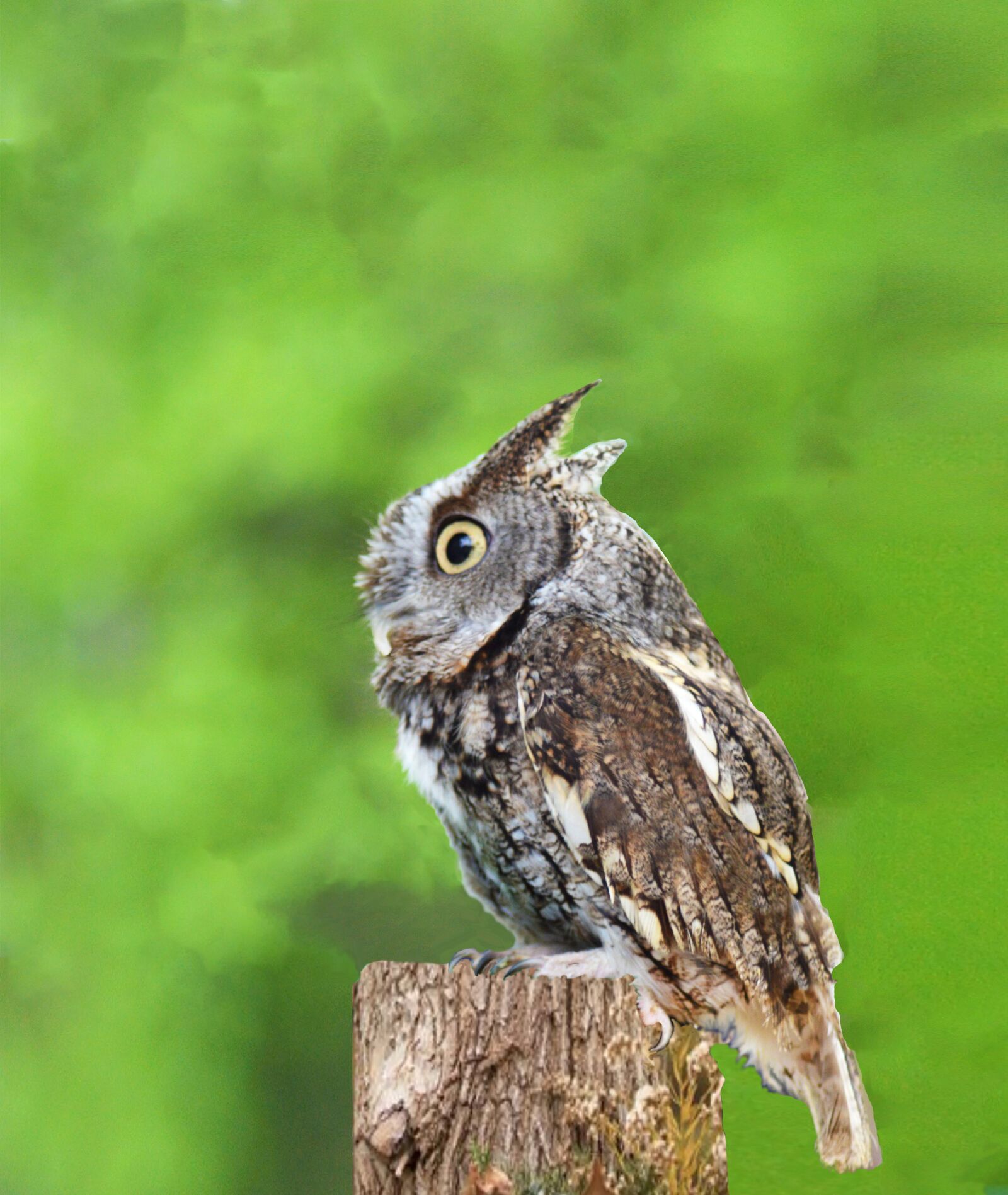 Nikon D3200 sample photo. Screech owl, owl, raptor photography