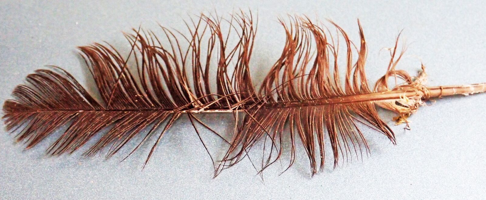 Olympus TG-5 sample photo. Feather, bird, brown photography