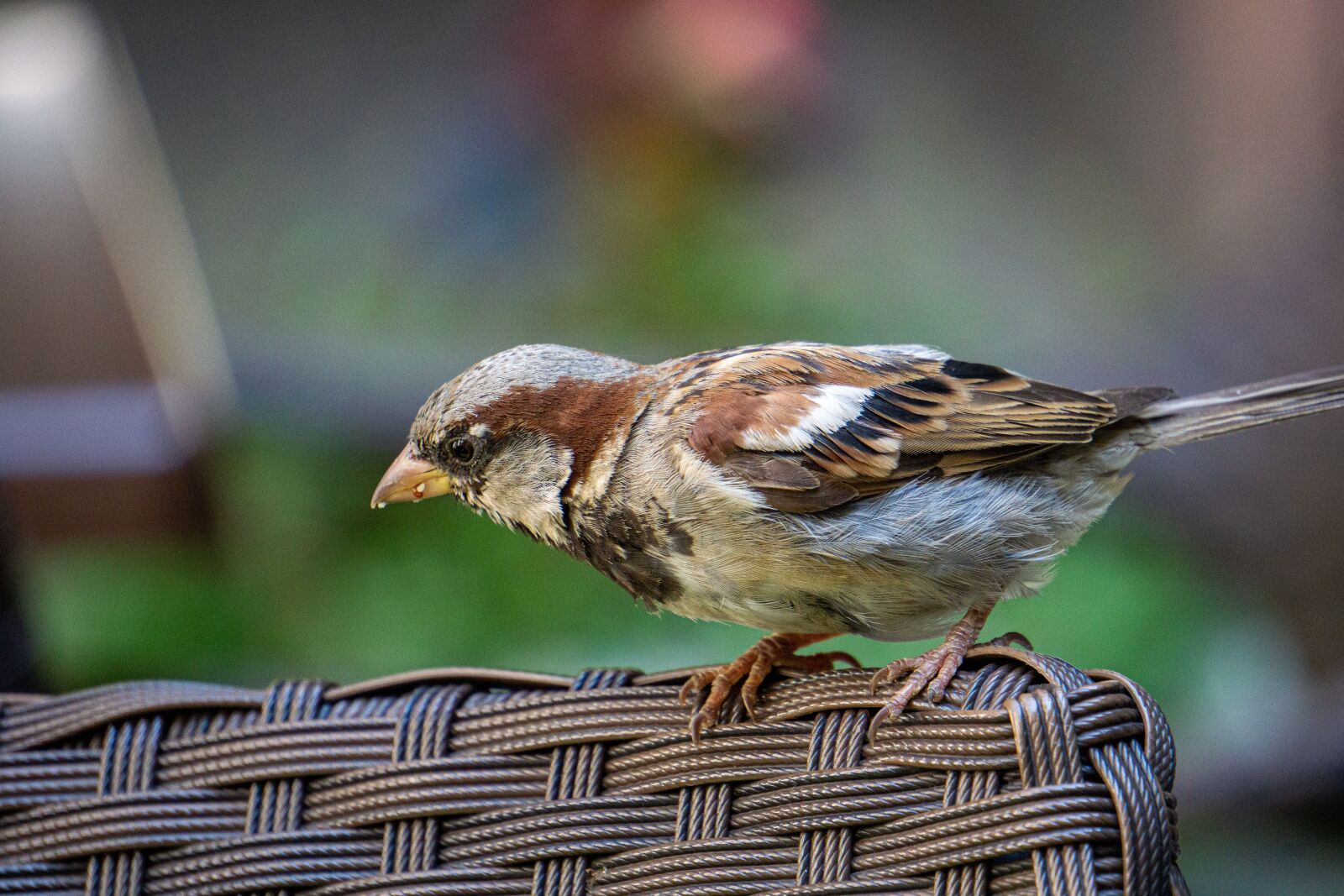 Sony E 55-210mm F4.5-6.3 OSS sample photo. Animal, nature, bird photography