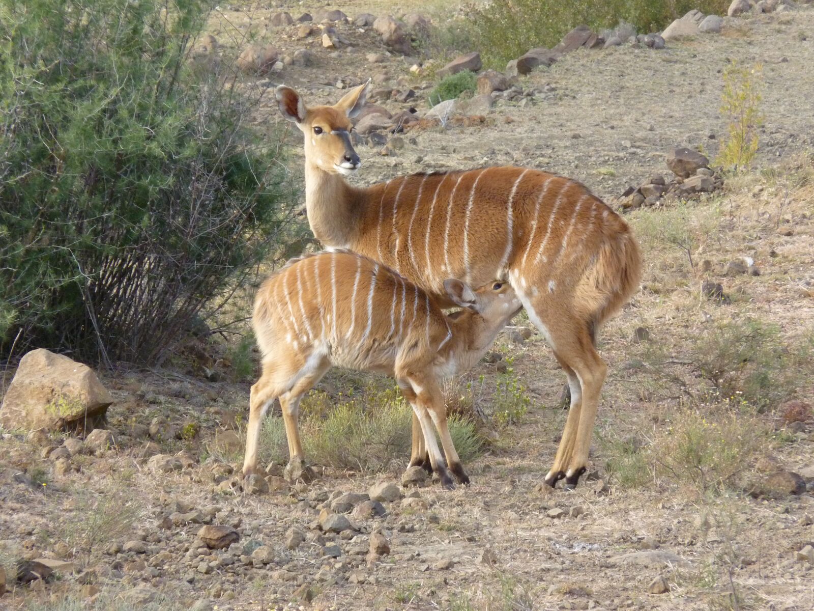 Panasonic Lumix DMC-FZ35 (Lumix DMC-FZ38) sample photo. Nyala, mother, child photography