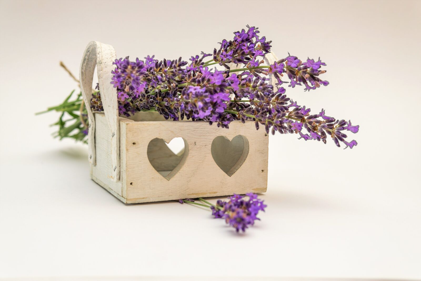 30mm F1.4 DC DN | Contemporary 016 sample photo. Lavender, flower, plant photography