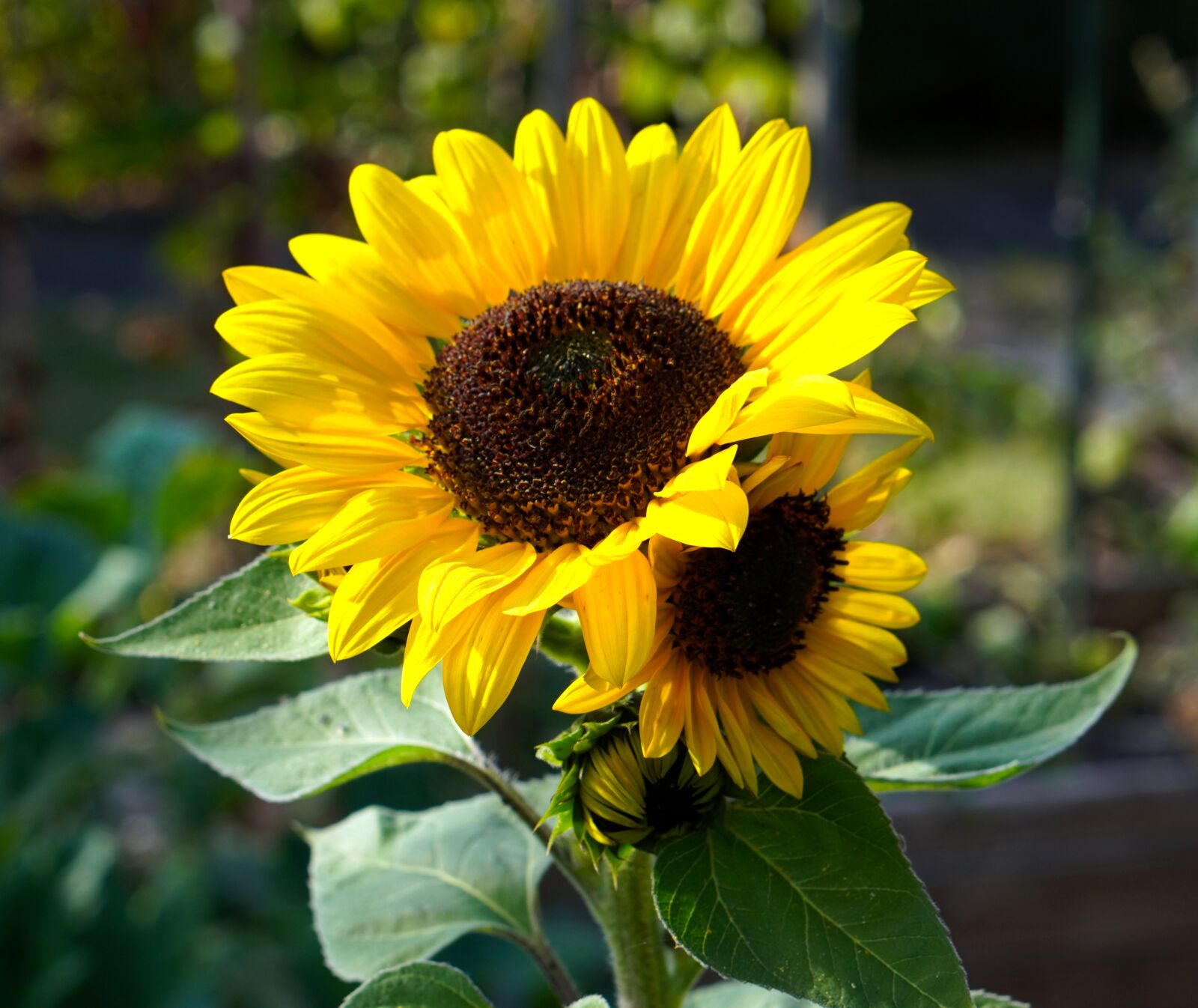 E 50mm F1.8 OSS sample photo. Sunflower, blossom, bloom photography