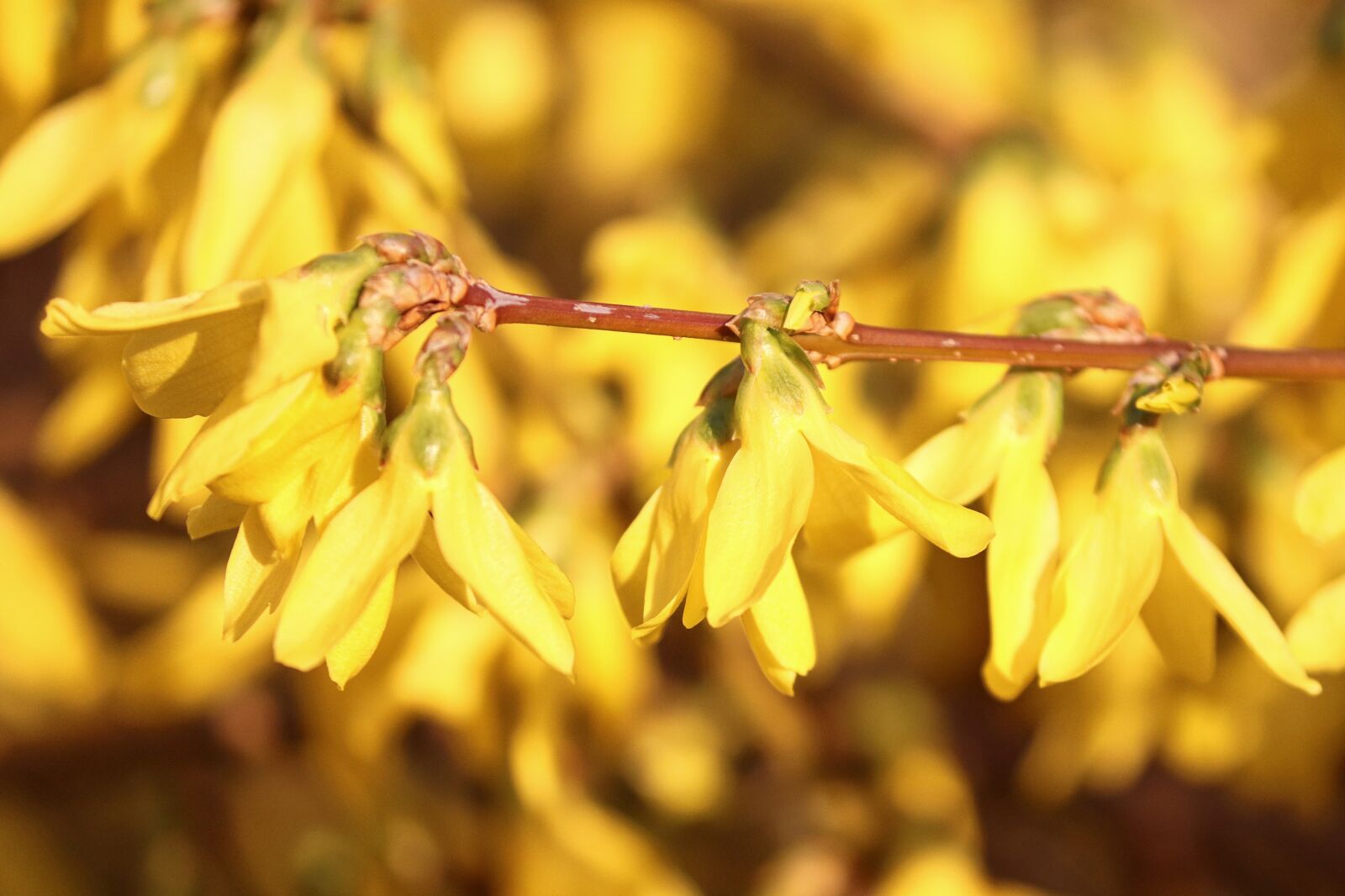 Canon EOS 200D (EOS Rebel SL2 / EOS Kiss X9) sample photo. Forsythia, ornamental shrub, bloom photography