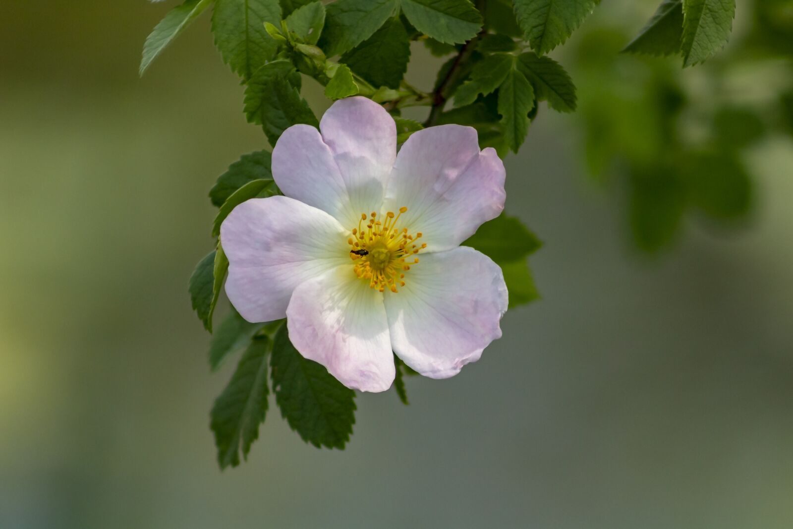 Canon EF75-300mm f/4-5.6 sample photo. Wildflower, brian, rose photography