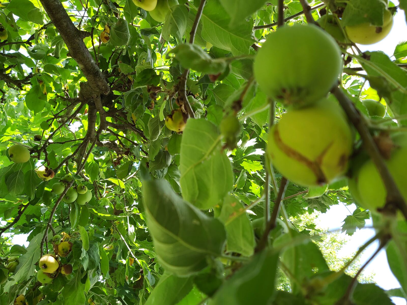 Samsung Galaxy A70 sample photo. Rotten apples, apples, apple photography