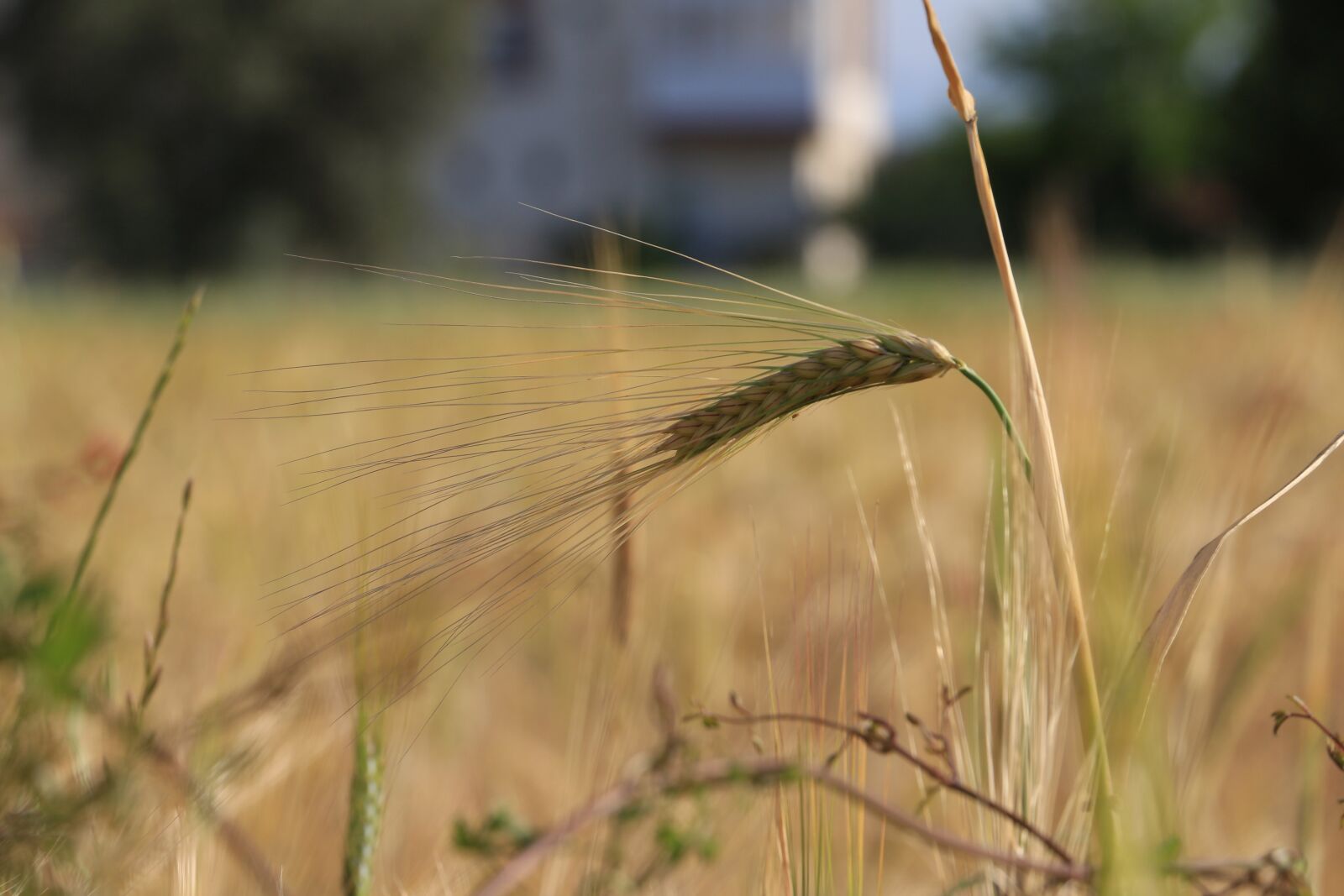 Canon EOS 700D (EOS Rebel T5i / EOS Kiss X7i) sample photo. Wheat, harvest, field photography