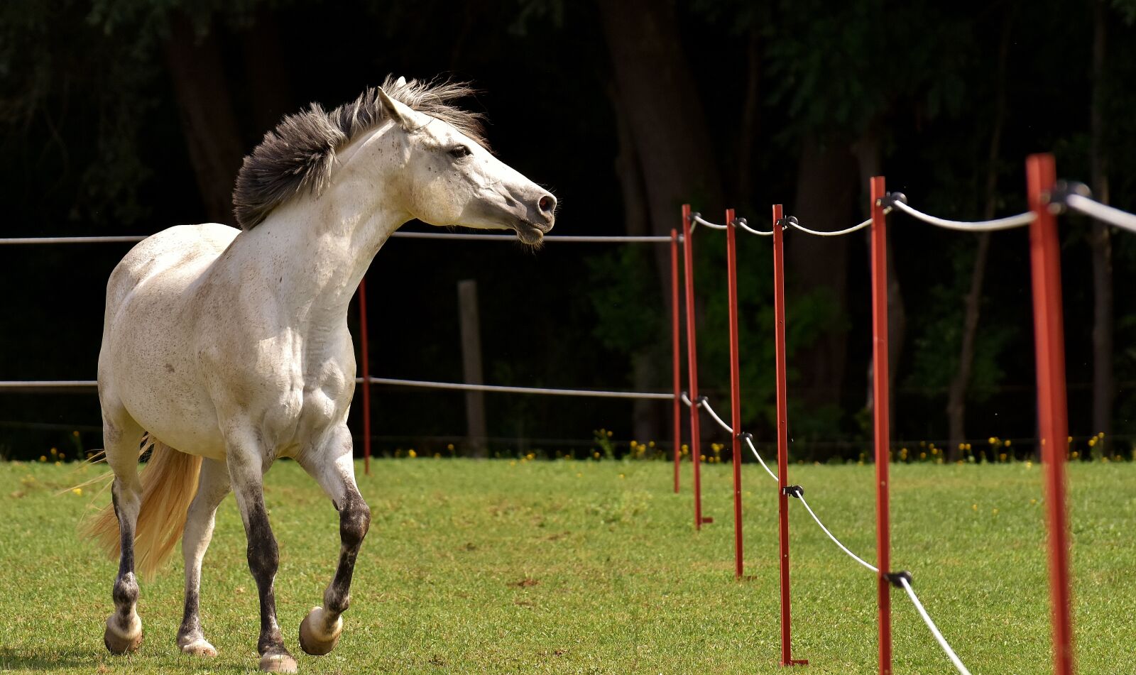 Nikon D7200 sample photo. Mold, horse, love for photography