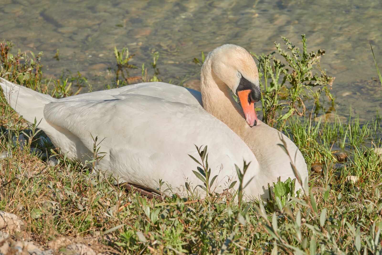 Sony Cyber-shot DSC-RX10 IV sample photo. Swan, breed, nest photography