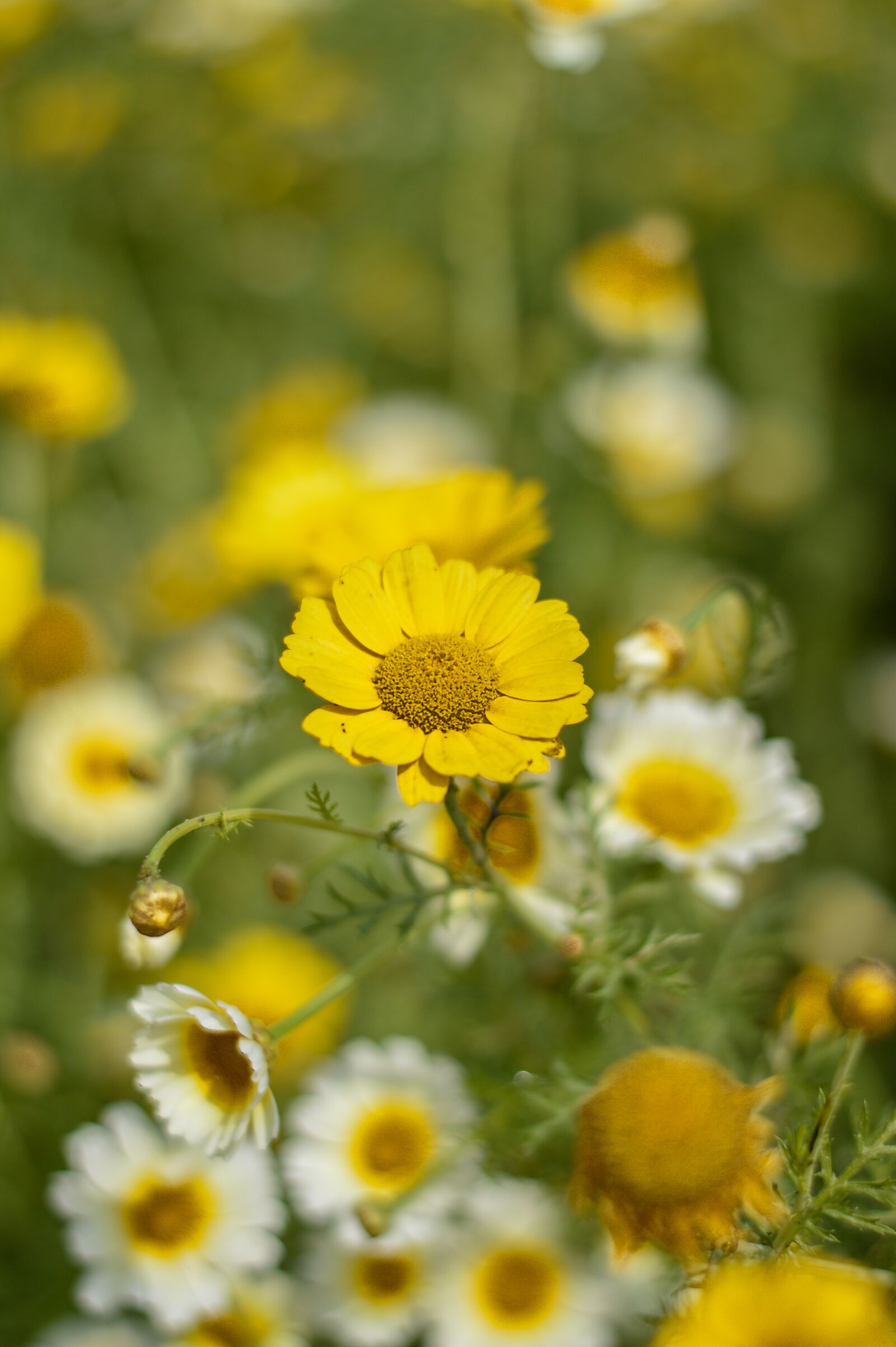Nikon D3200 sample photo. Flower, garden, nature photography