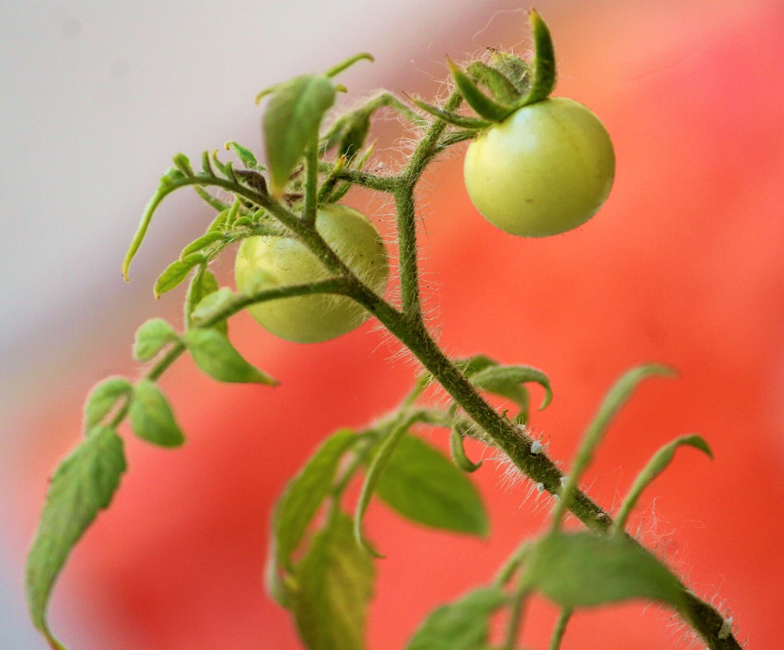 Canon EOS 1200D (EOS Rebel T5 / EOS Kiss X70 / EOS Hi) sample photo. Tomato, cherry tomato, unripened photography