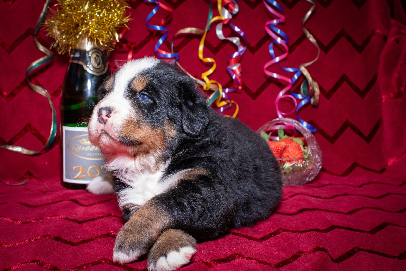 Nikon D7200 sample photo. Dog, puppy, animal photography