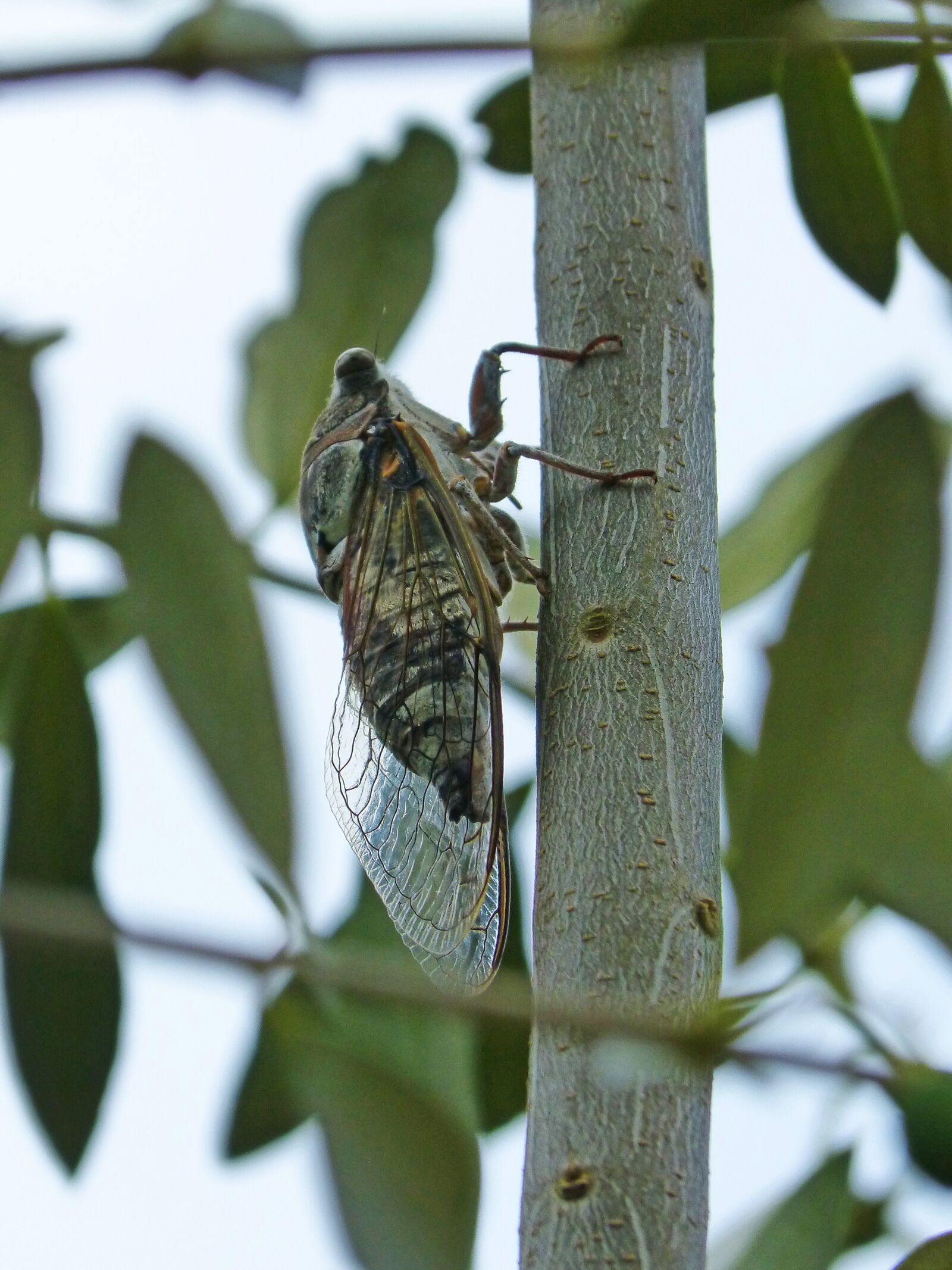 Panasonic DMC-FZ62 sample photo. Cicada, crayfish, olive photography