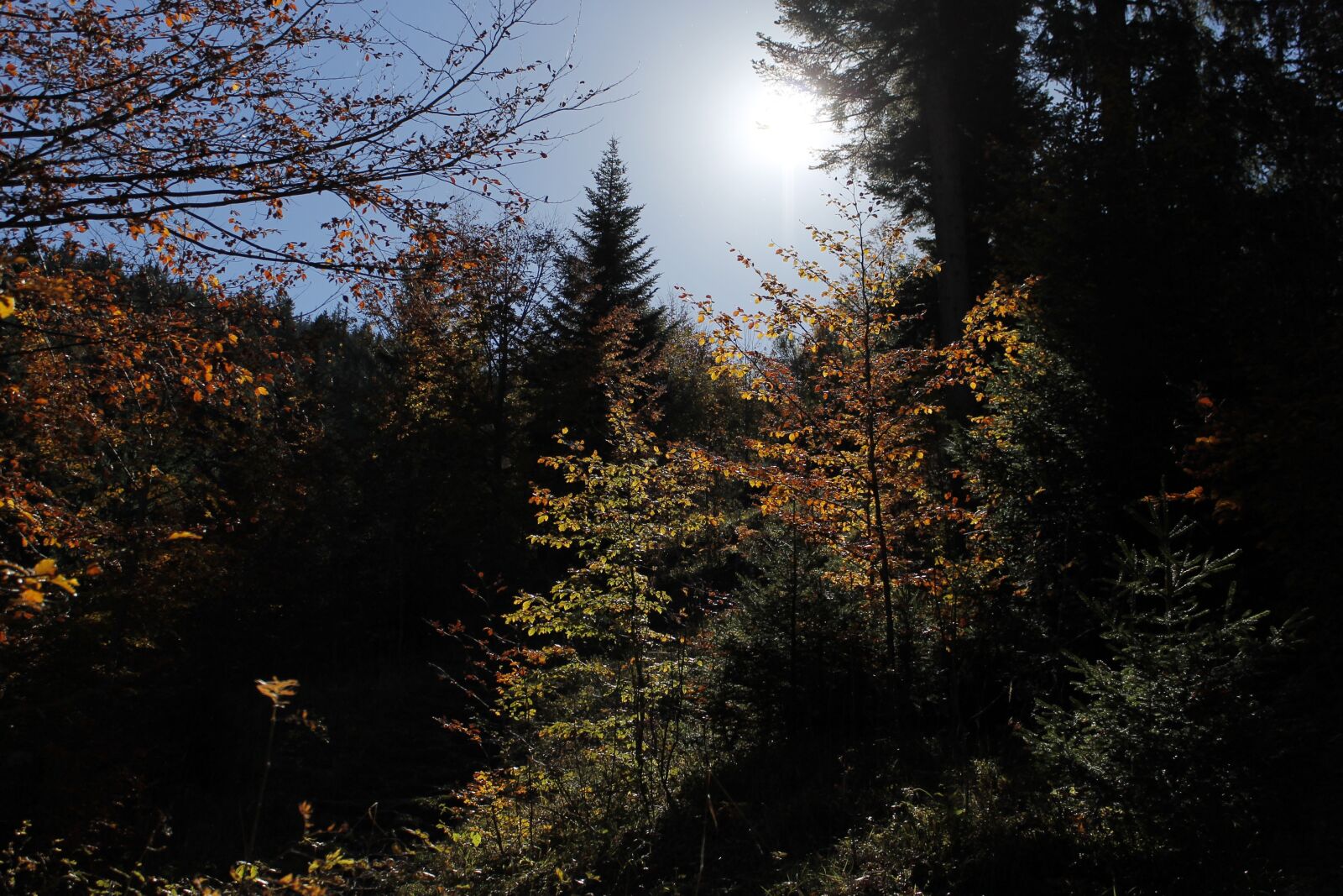 Canon EOS 1100D (EOS Rebel T3 / EOS Kiss X50) sample photo. Autumn, landscape, tree photography
