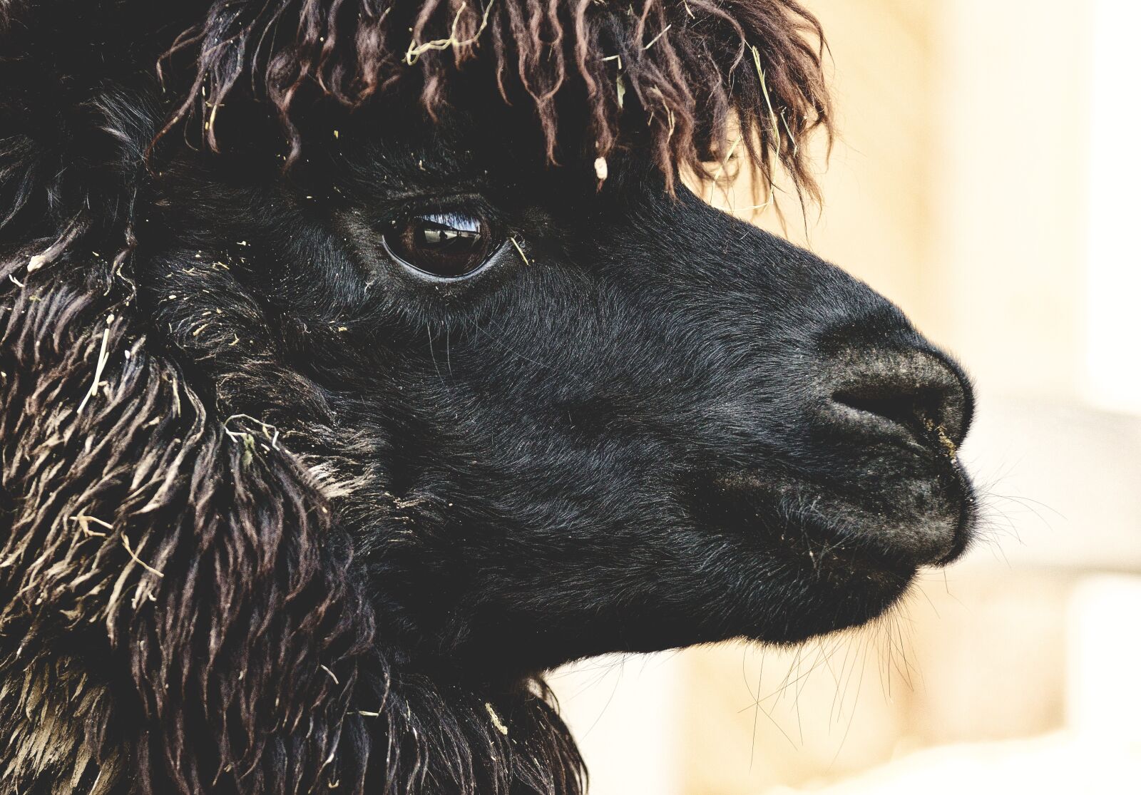 Nikon D3200 sample photo. Alpaca, head, black photography