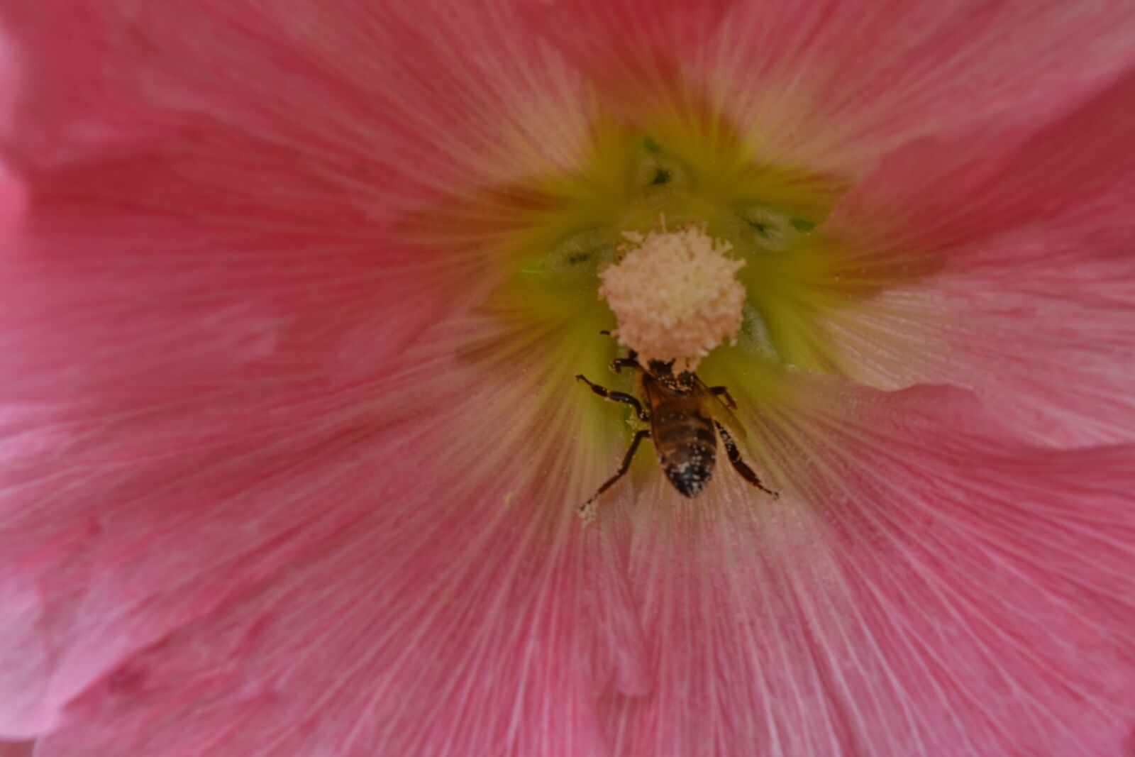 Nikon D5500 sample photo. Bee, nectar, pollen, plant photography