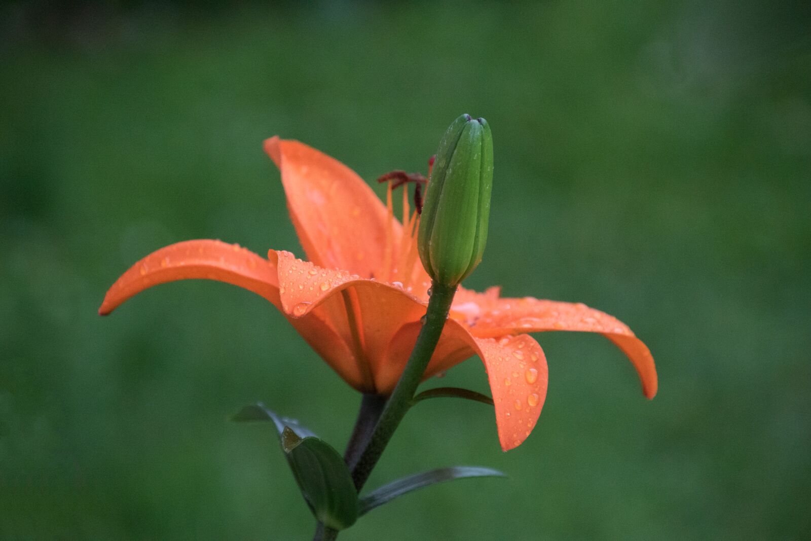 Tamron 16-300mm F3.5-6.3 Di II VC PZD Macro sample photo. Lily, nature, flower photography