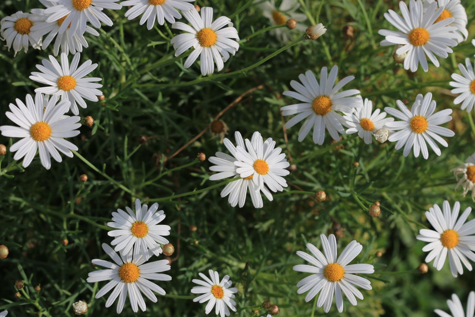 Canon EOS 70D + Canon EF 100mm F2.8 Macro USM sample photo. Daisy, white, flower photography