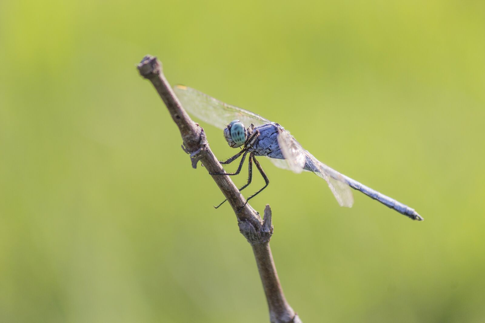Canon EOS 60D + Canon EF-S 55-250mm F4-5.6 IS II sample photo. Dragon fly, dragon, insect photography