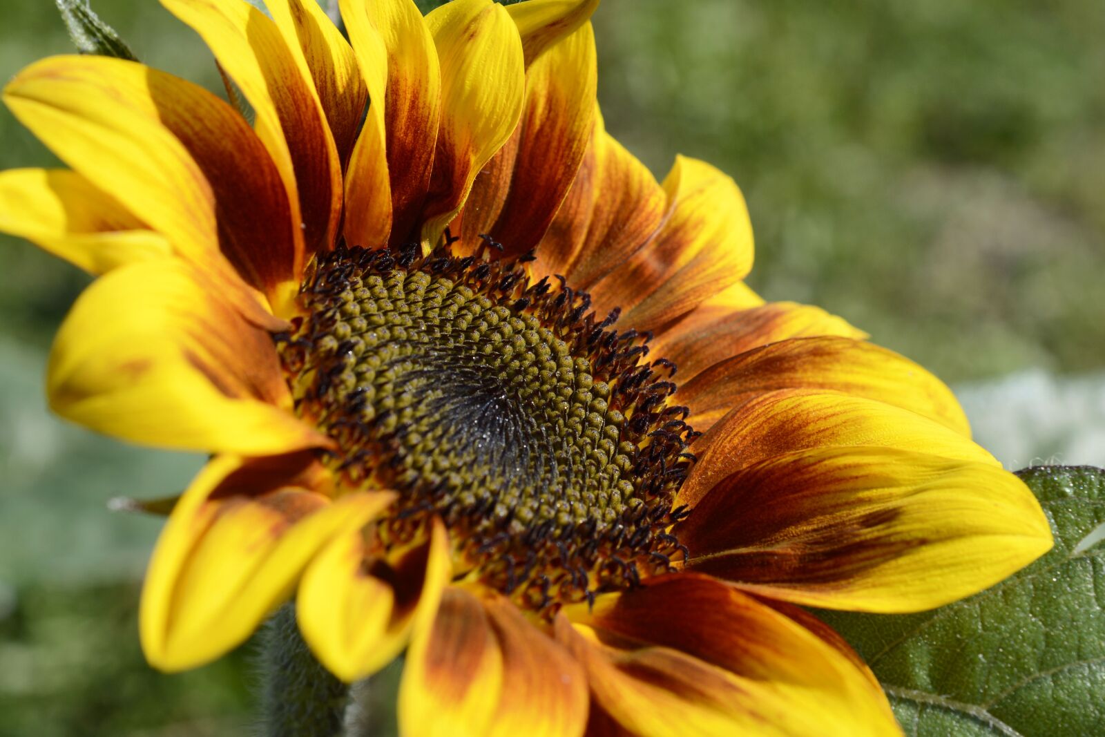 Nikon D7100 sample photo. Sunflower, flower, blossom photography
