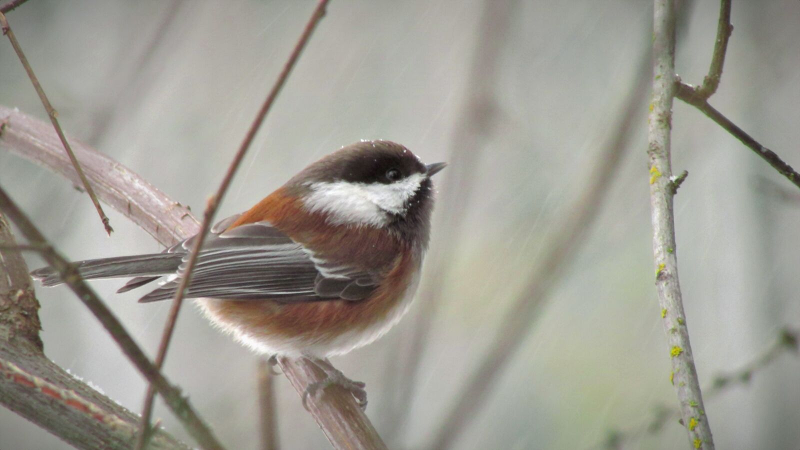 Canon PowerShot SX500 IS sample photo. Chestnut-backed chickadee, bird, wallpaper photography