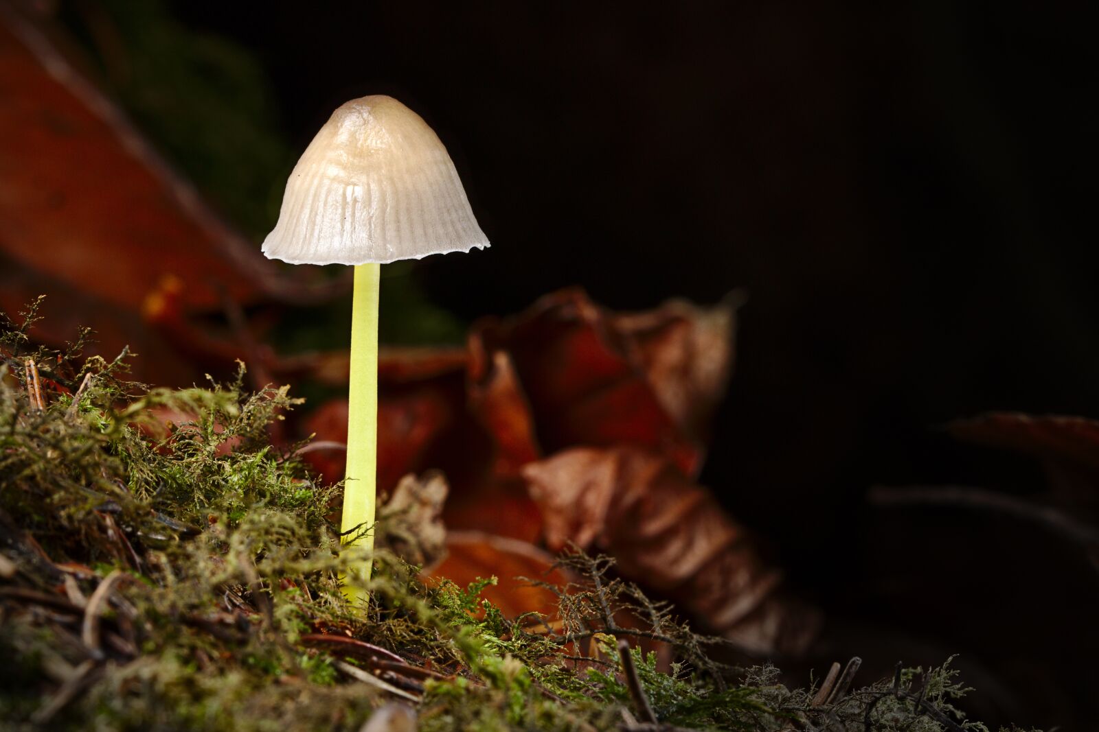 Canon EOS M5 sample photo. Mushroom, autumn, forest photography