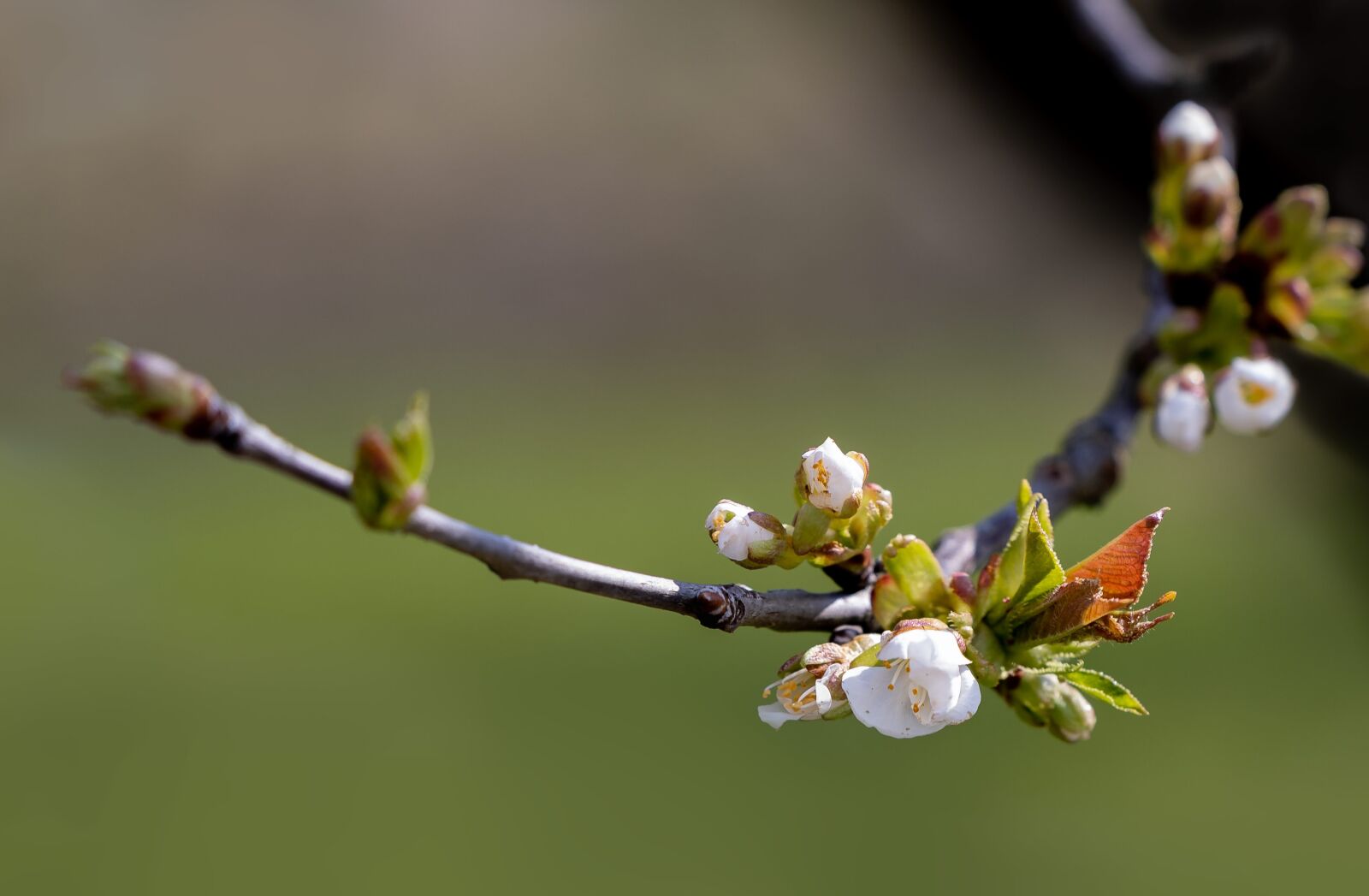 Canon EOS RP sample photo. Blossom, bloom, bud photography