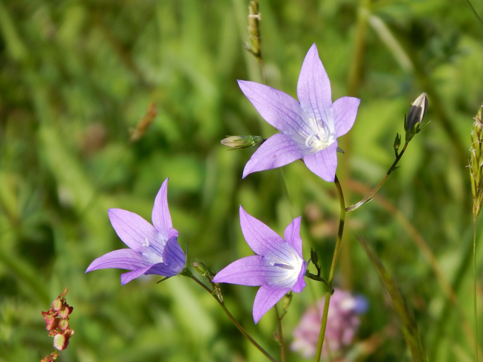 Nikon Coolpix L830 sample photo. Bellflower, summer, blossom photography