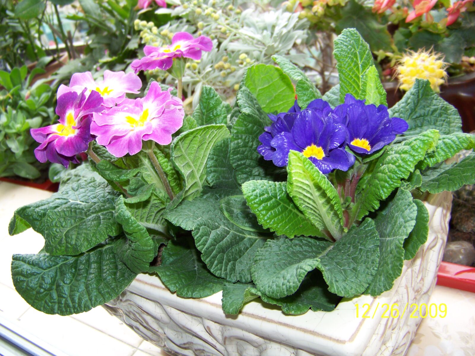 Kodak Z812 IS ZOOM DIGITAL CAMERA sample photo. Own flowers, close-up, share photography