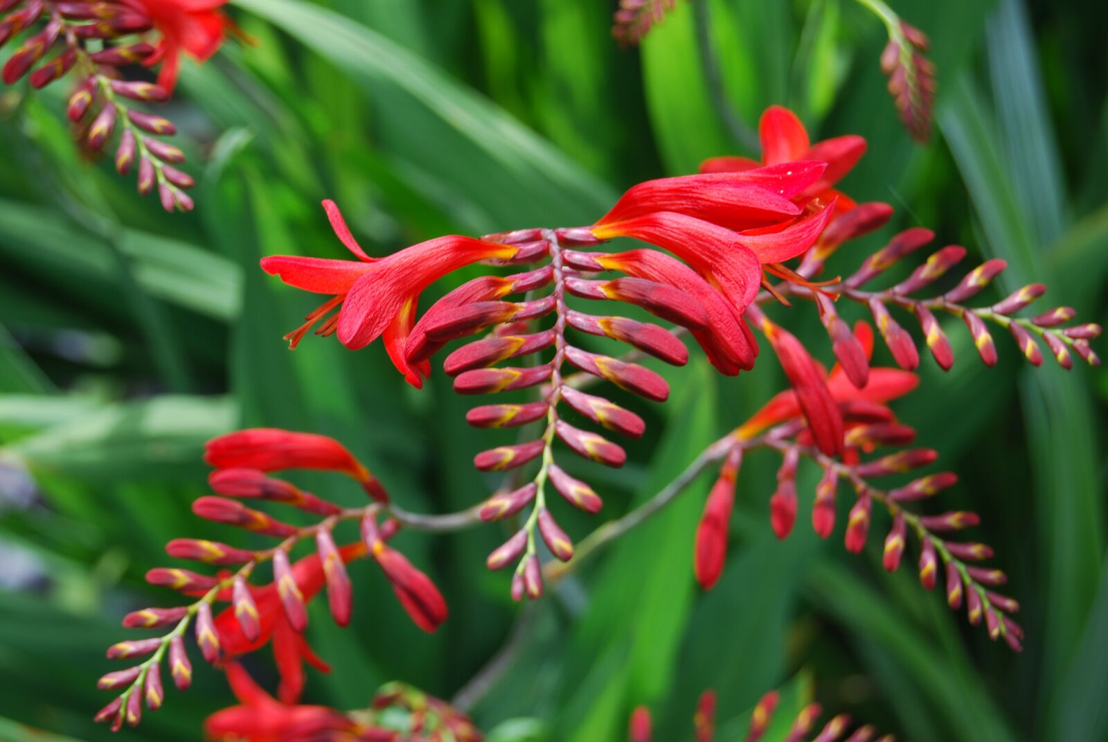 Nikon D40X sample photo. Flowers, head, colours photography