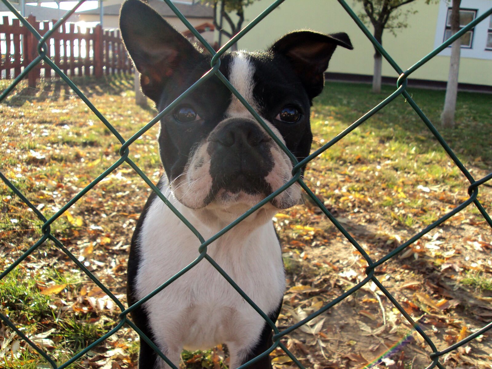 Sony DSC-S980 sample photo. French bulldog, dog, fence photography