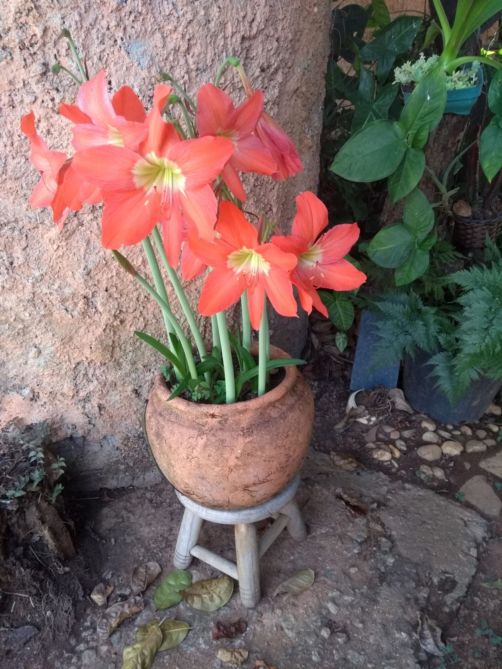 Motorola Moto G (5th Gen) sample photo. Jardinagem, flores, natureza photography
