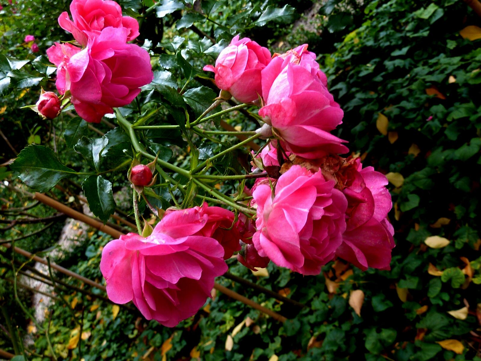 Panasonic DMC-TZ7 sample photo. Roses, pink, rose flower photography