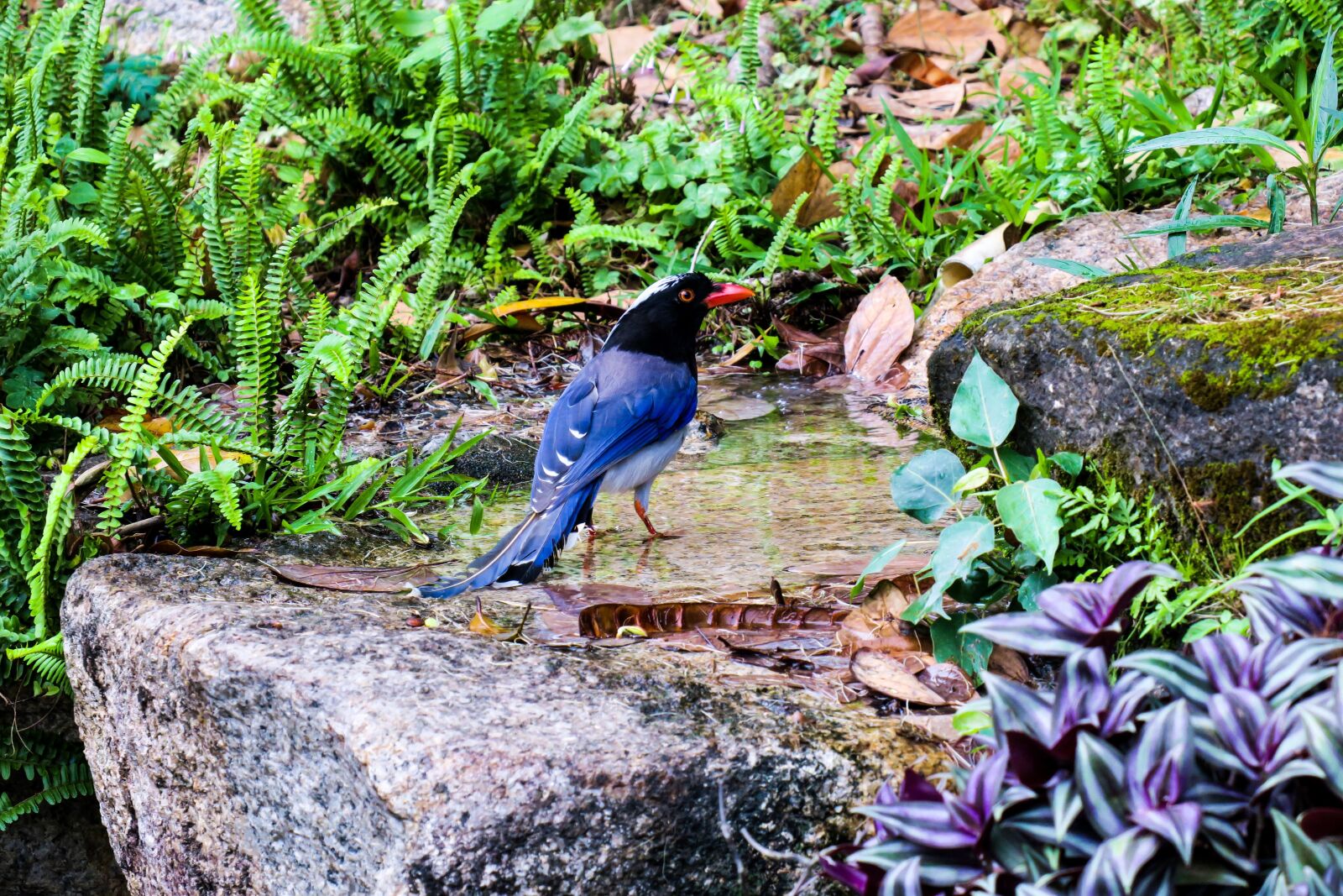 Canon PowerShot G3 X sample photo. 红嘴蓝鹊, nature, garden photography