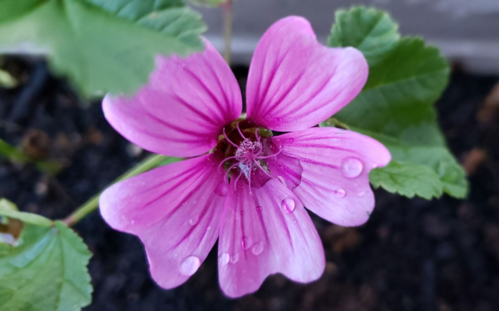 Samsung Galaxy S9 sample photo. Nature, purple, flower photography
