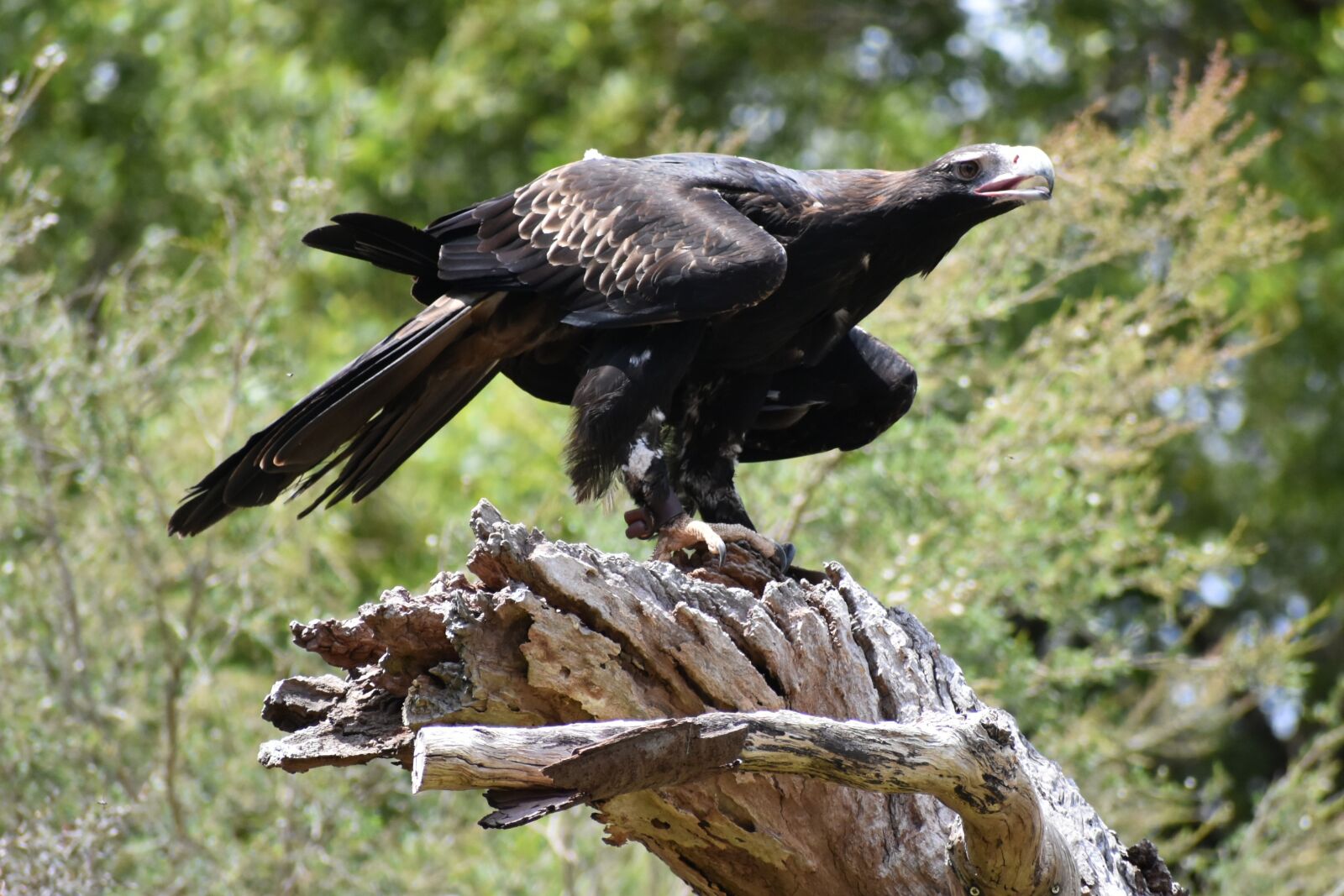 Nikon D3400 sample photo. Wedge tailed eagle, eagle photography