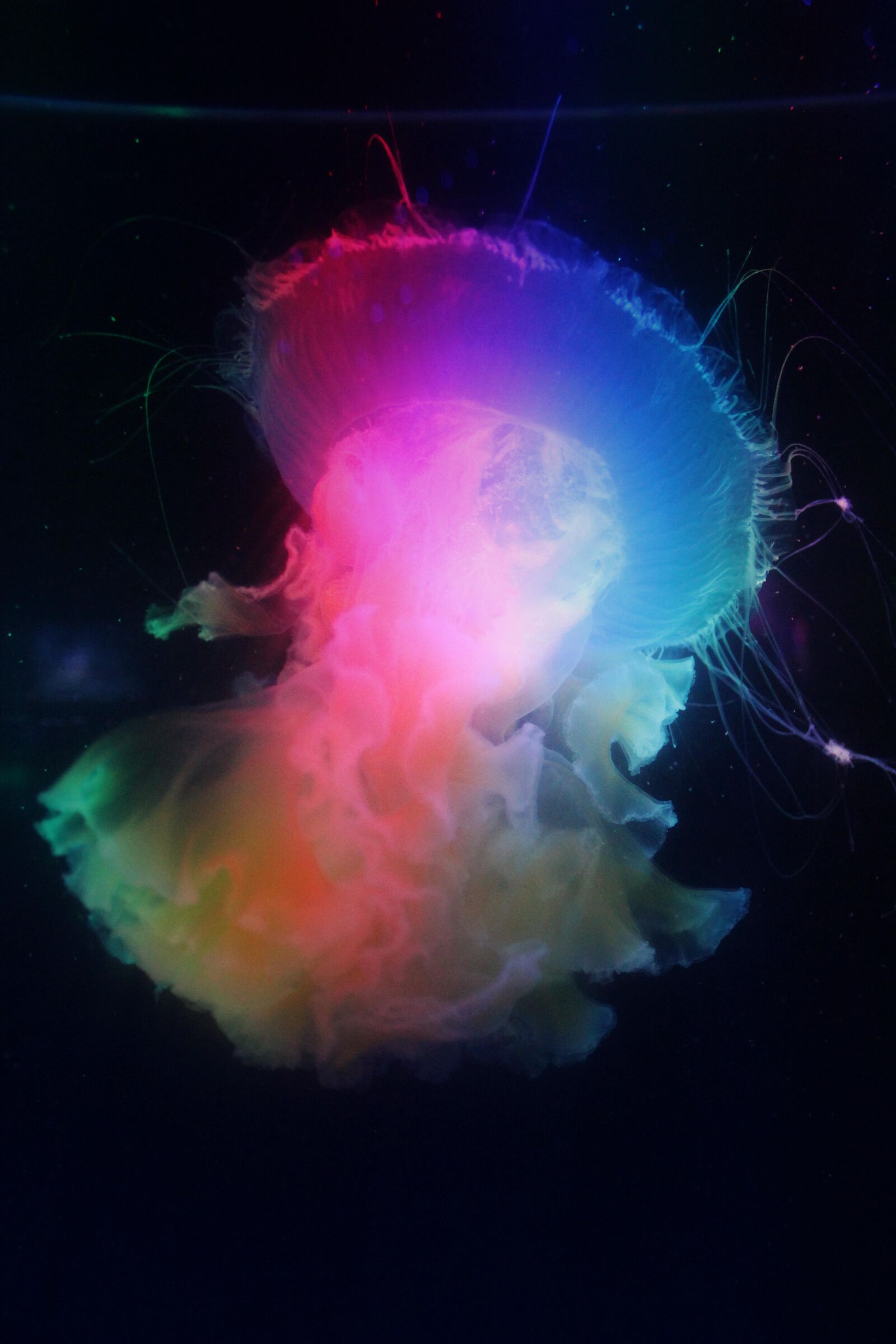 Canon EOS 600D (Rebel EOS T3i / EOS Kiss X5) sample photo. Jellyfish, nature, world photography