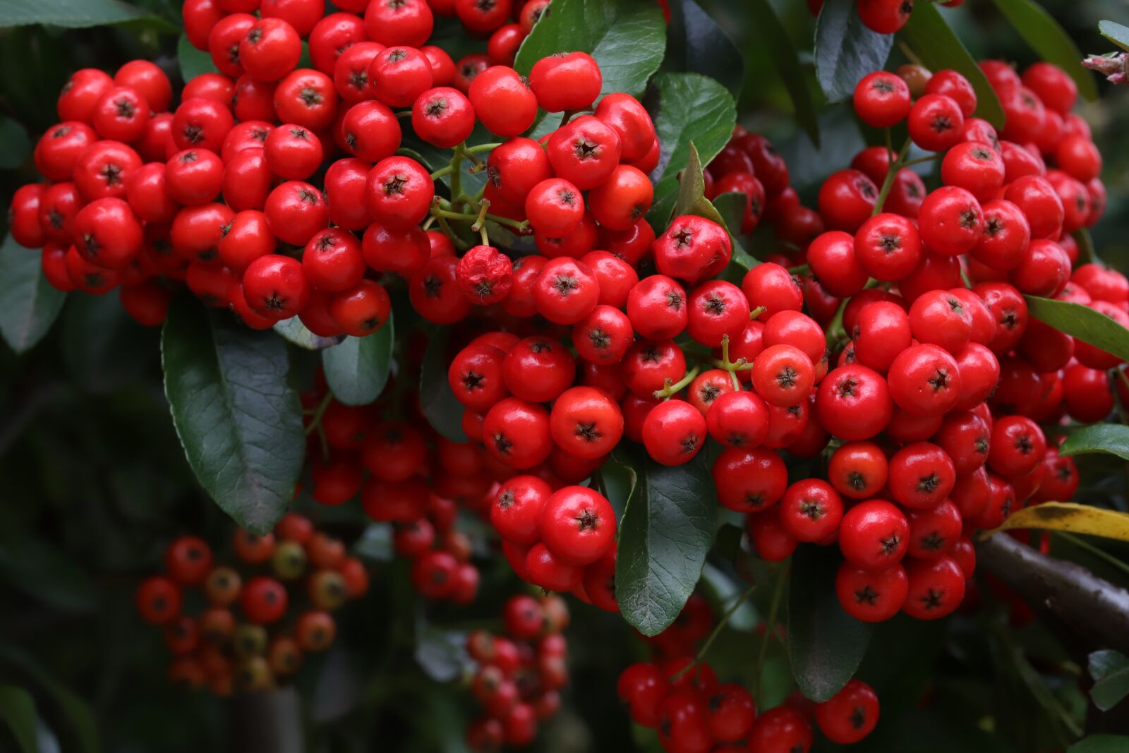 Canon EOS 6D Mark II sample photo. Pyracansas, seasonal, autumn photography