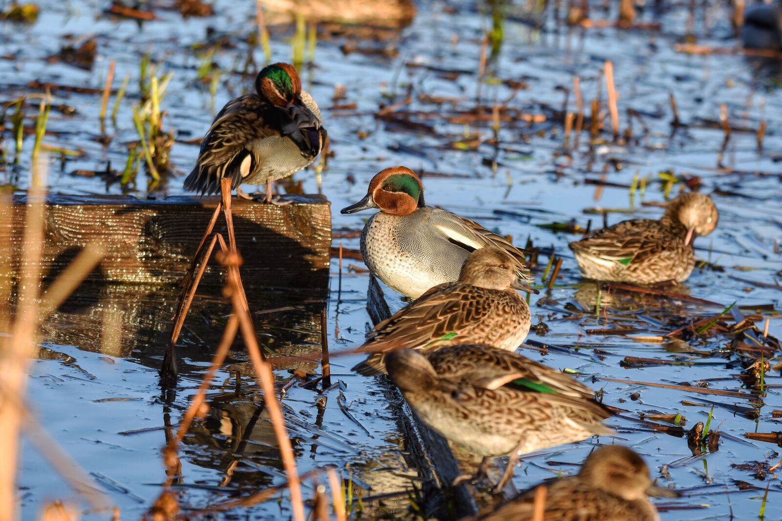 Nikon D7200 sample photo. Animal, pond, water photography