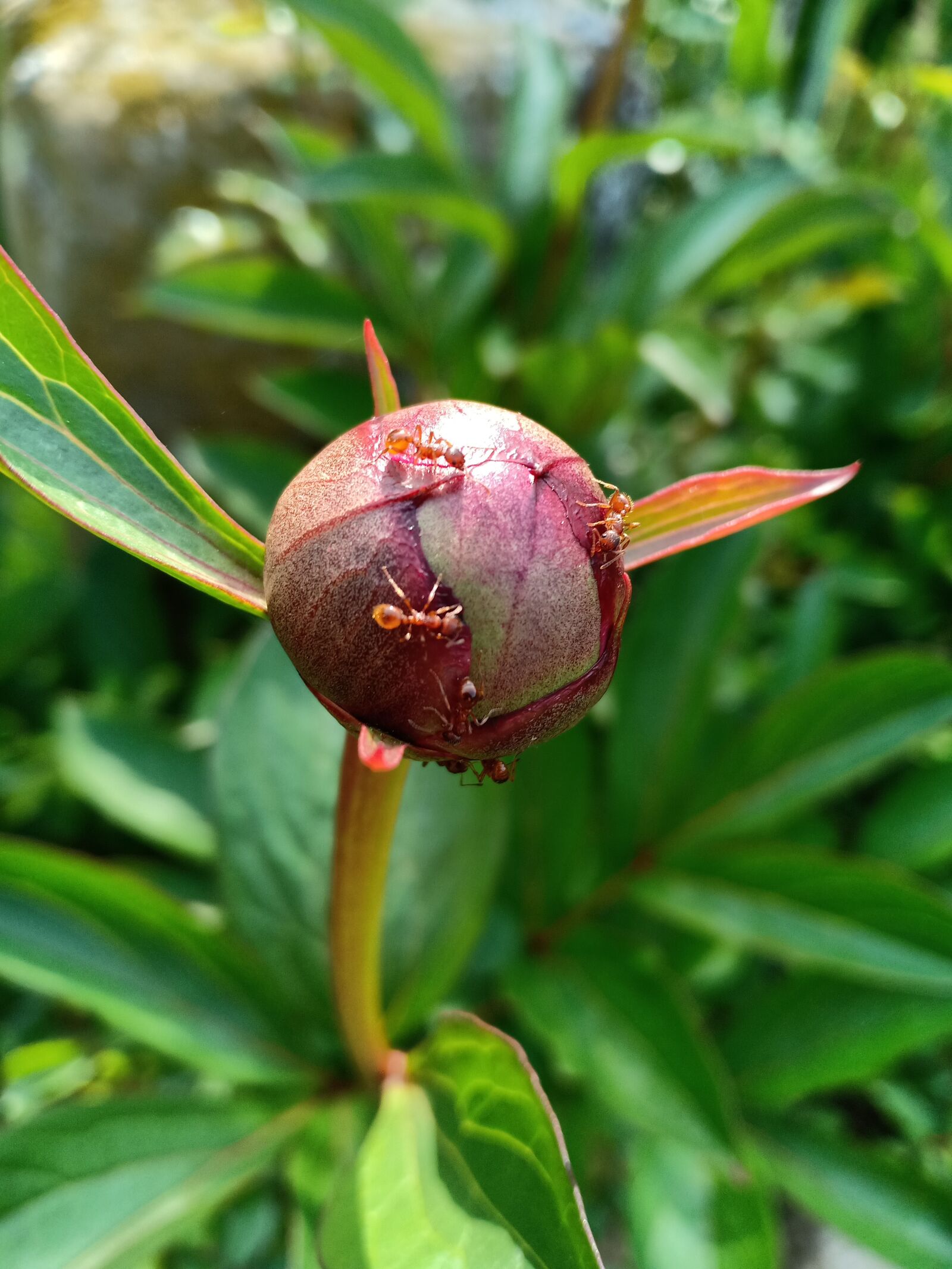 OPPO F7 sample photo. Peony, flower, flower bud photography