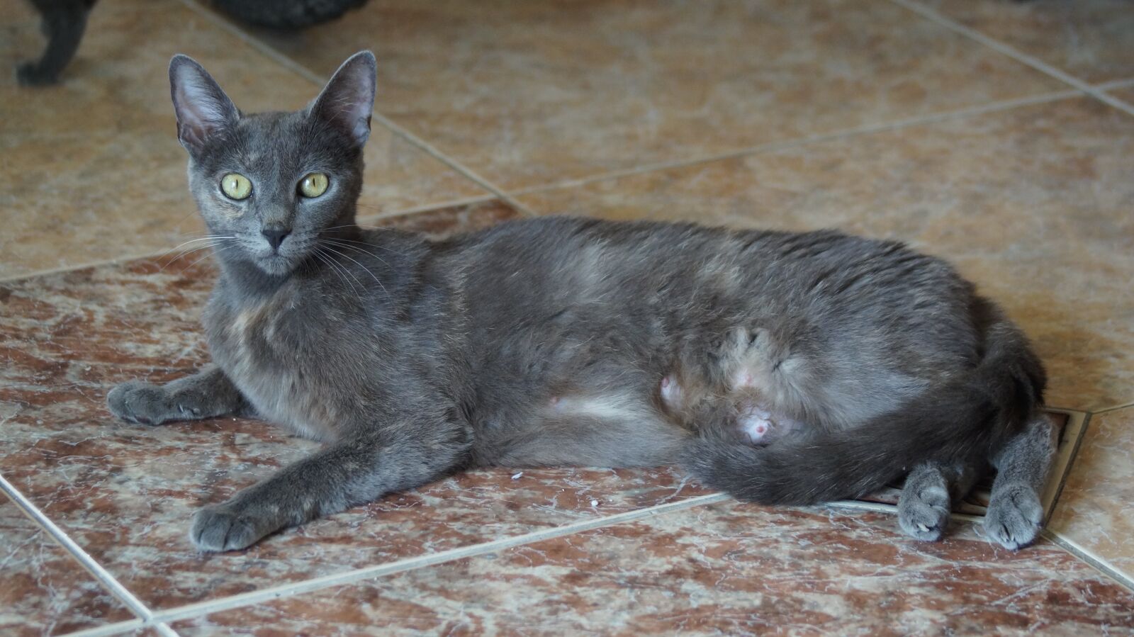 Sony SLT-A58 sample photo. Feline, animal, cat photography
