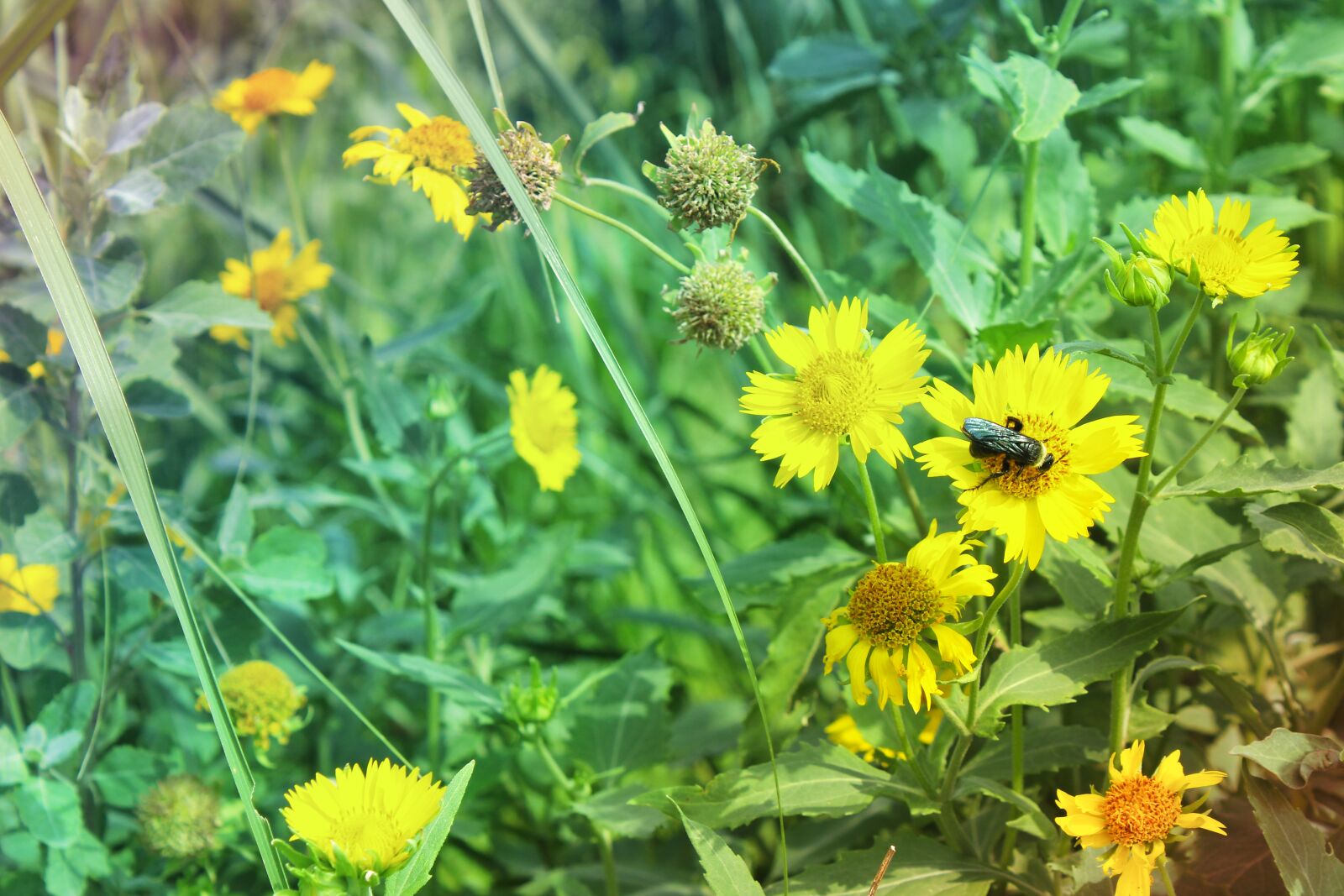 Canon EOS 600D (Rebel EOS T3i / EOS Kiss X5) sample photo. Flowers, garden, green photography